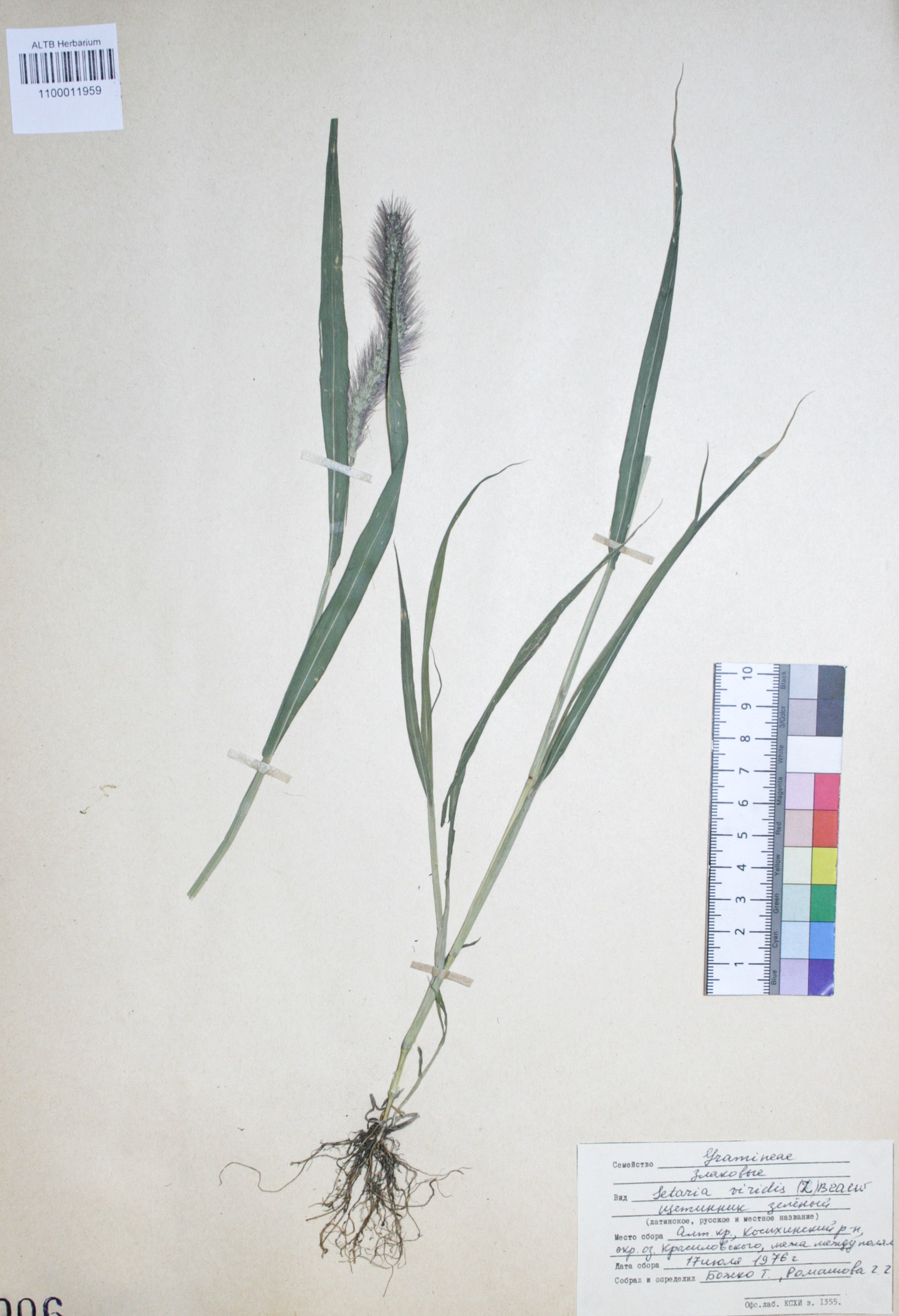 Setaria viridis (L.) Beauv.