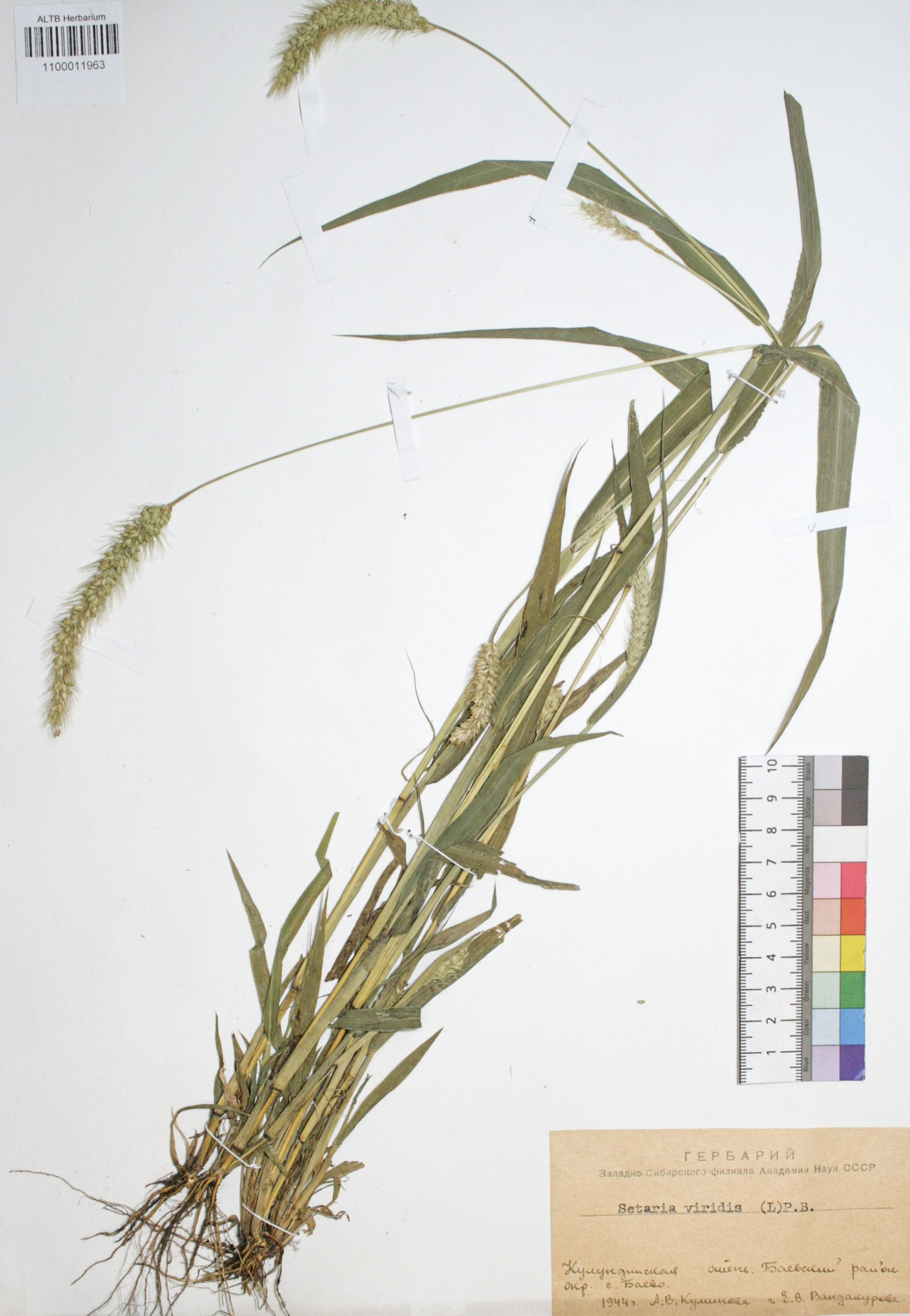 Setaria viridis (L.) Beauv.