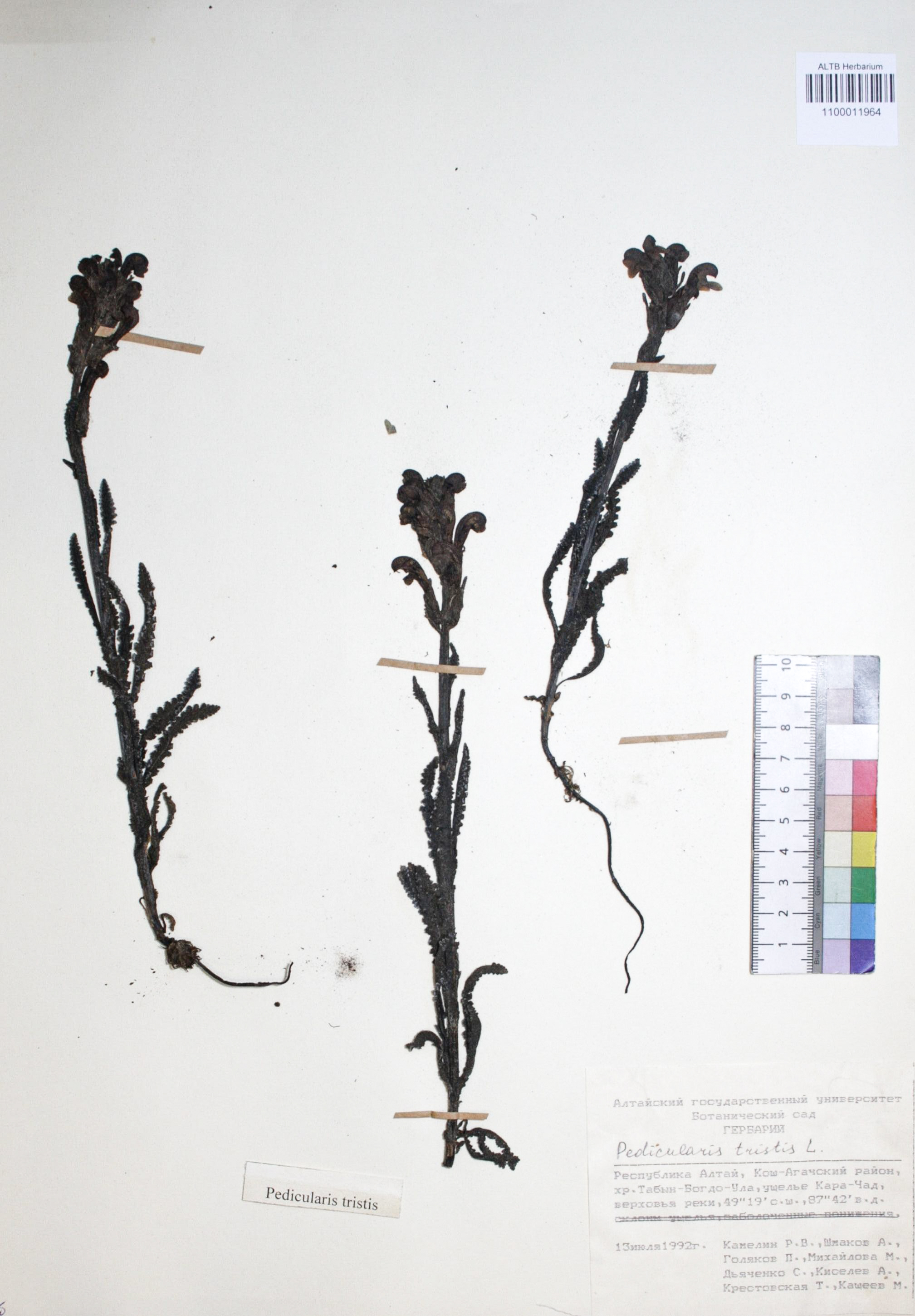 Pedicularis tristis L.