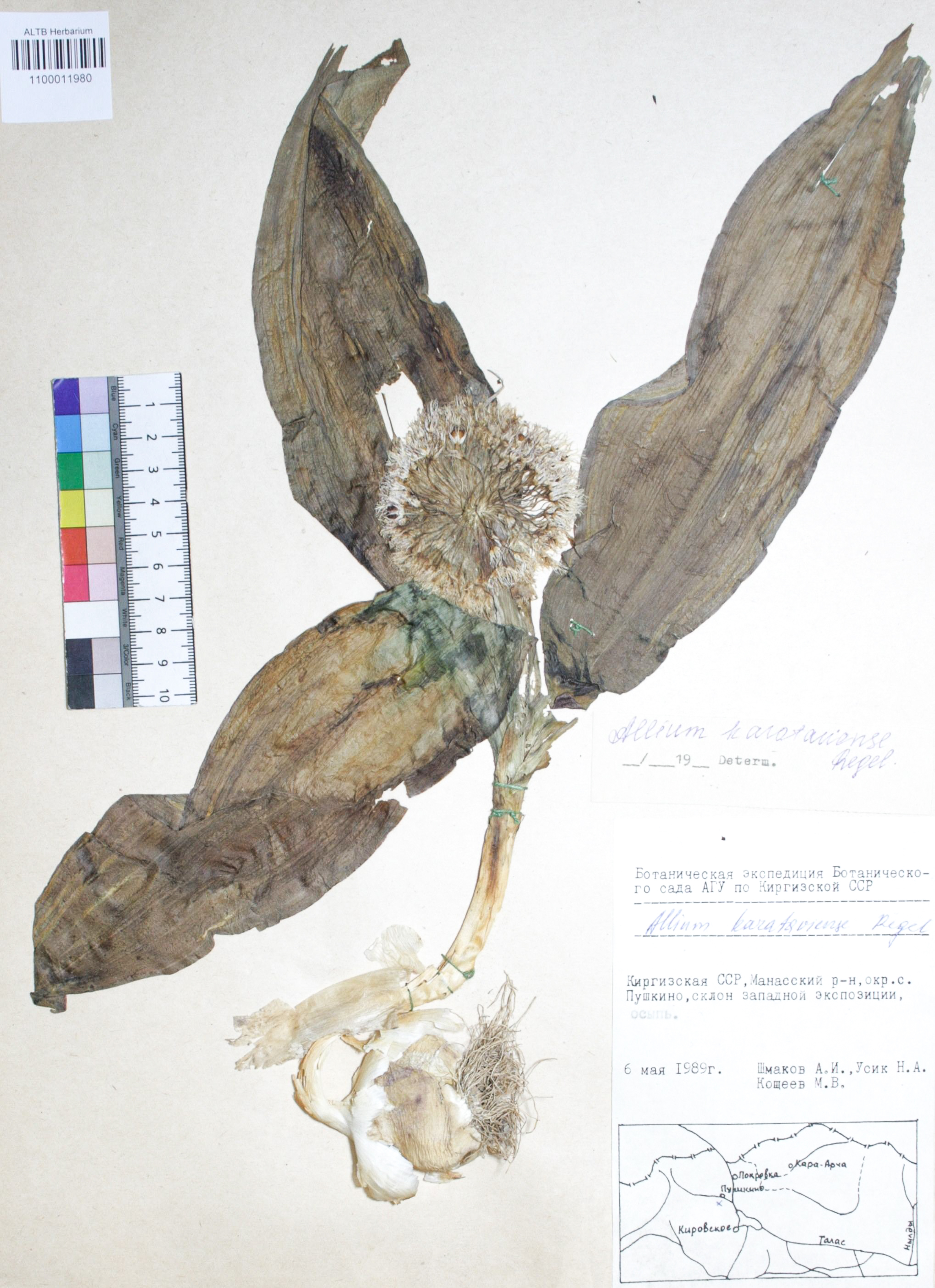 Allium karataviense Regel