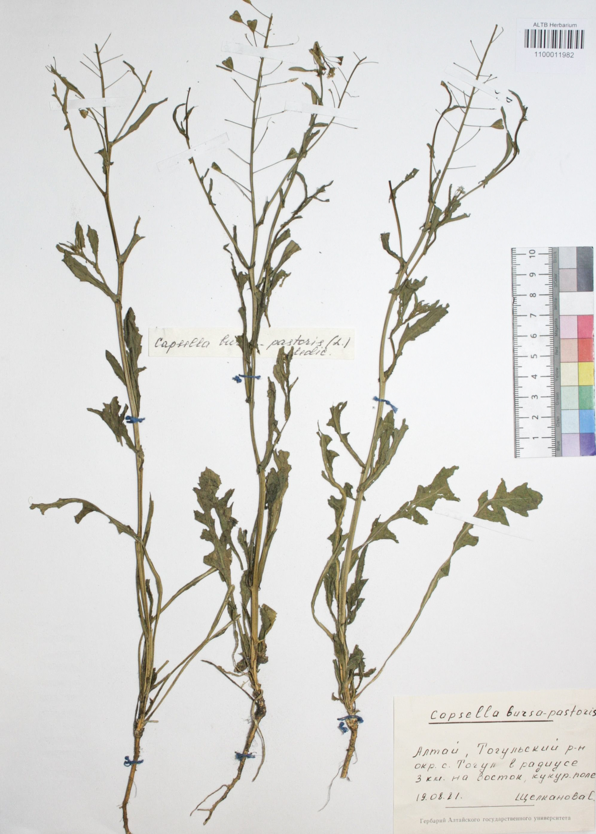 Capsella bursa-pastoris (L.) Medik.