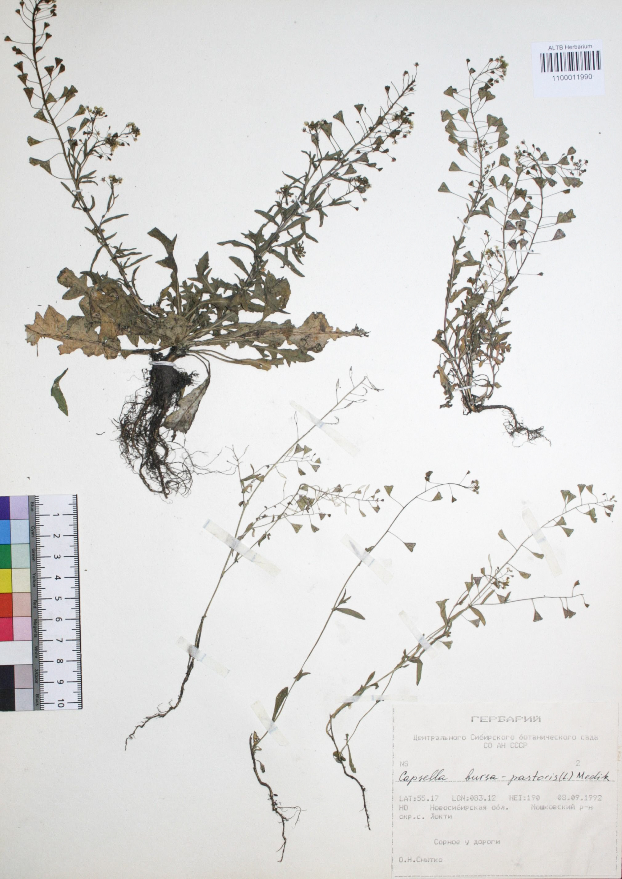 Capsella bursa-pastoris (L.) Medik.