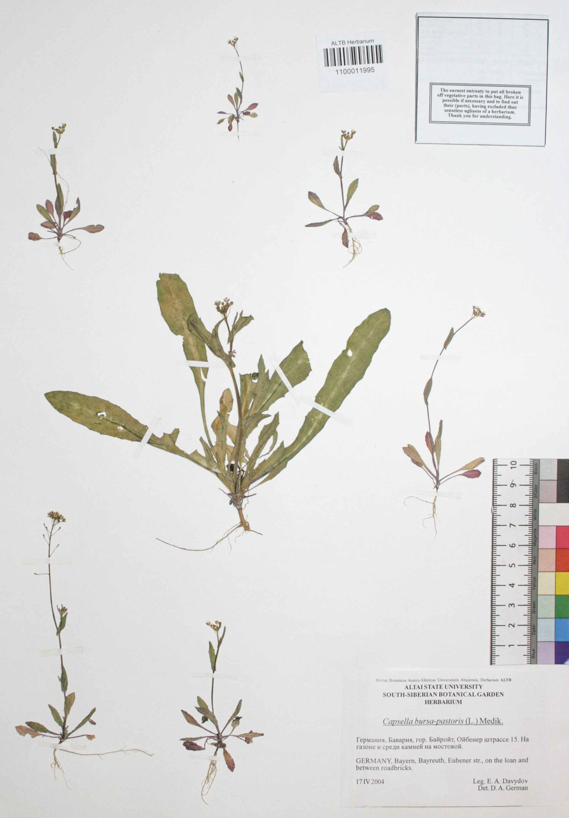 Capsella bursa-pastoris (L.) Medik.