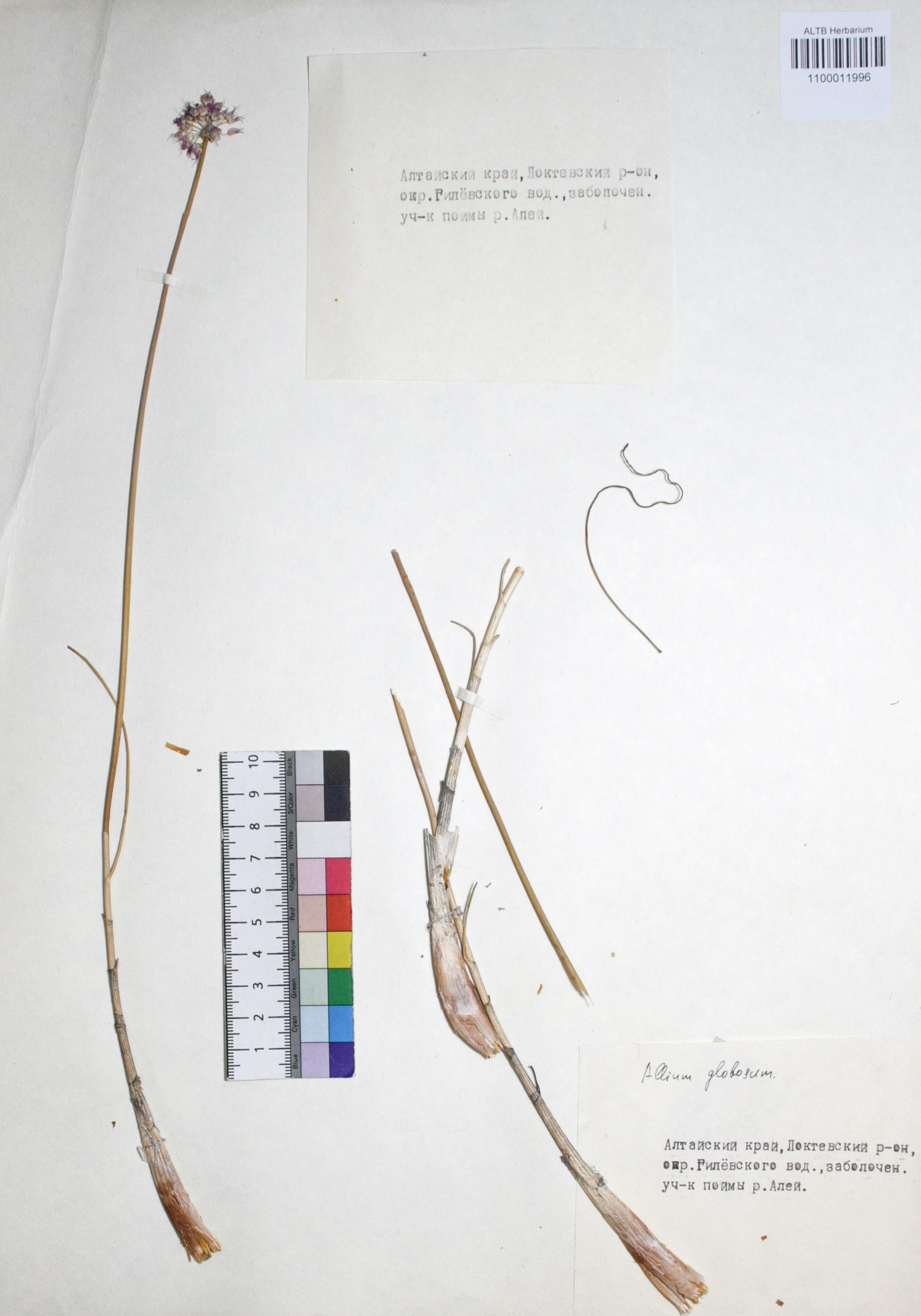 Allium globosum Bieb. ex Redout