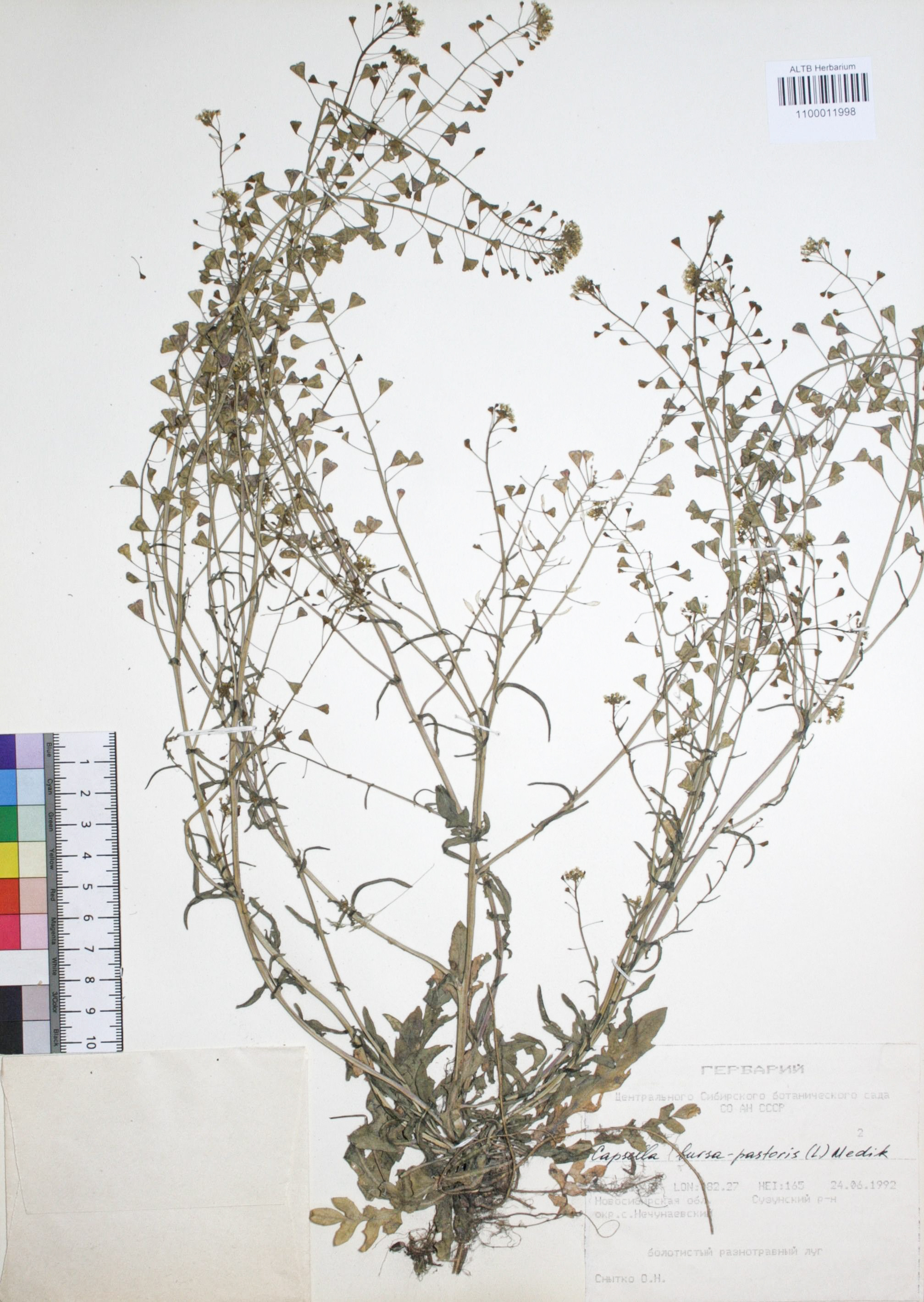 Capsella bursa-pastoris (L.) Medik.