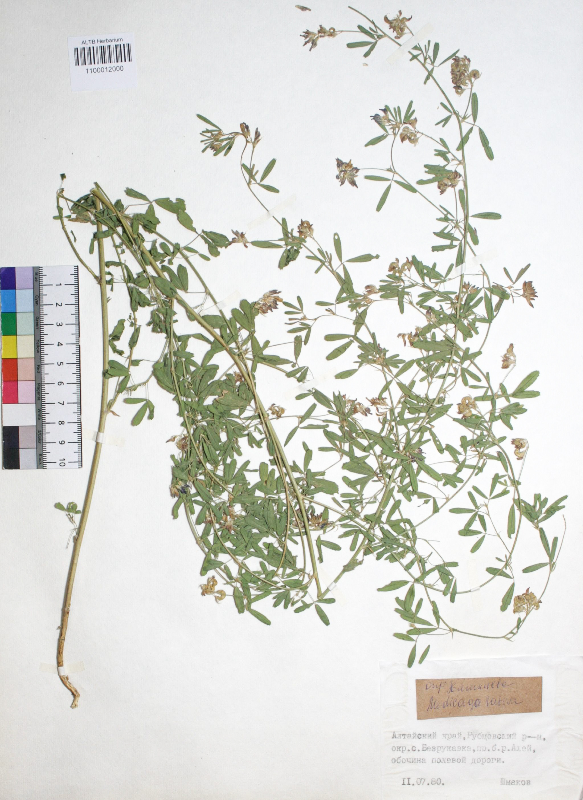 Medicago sativa L.
