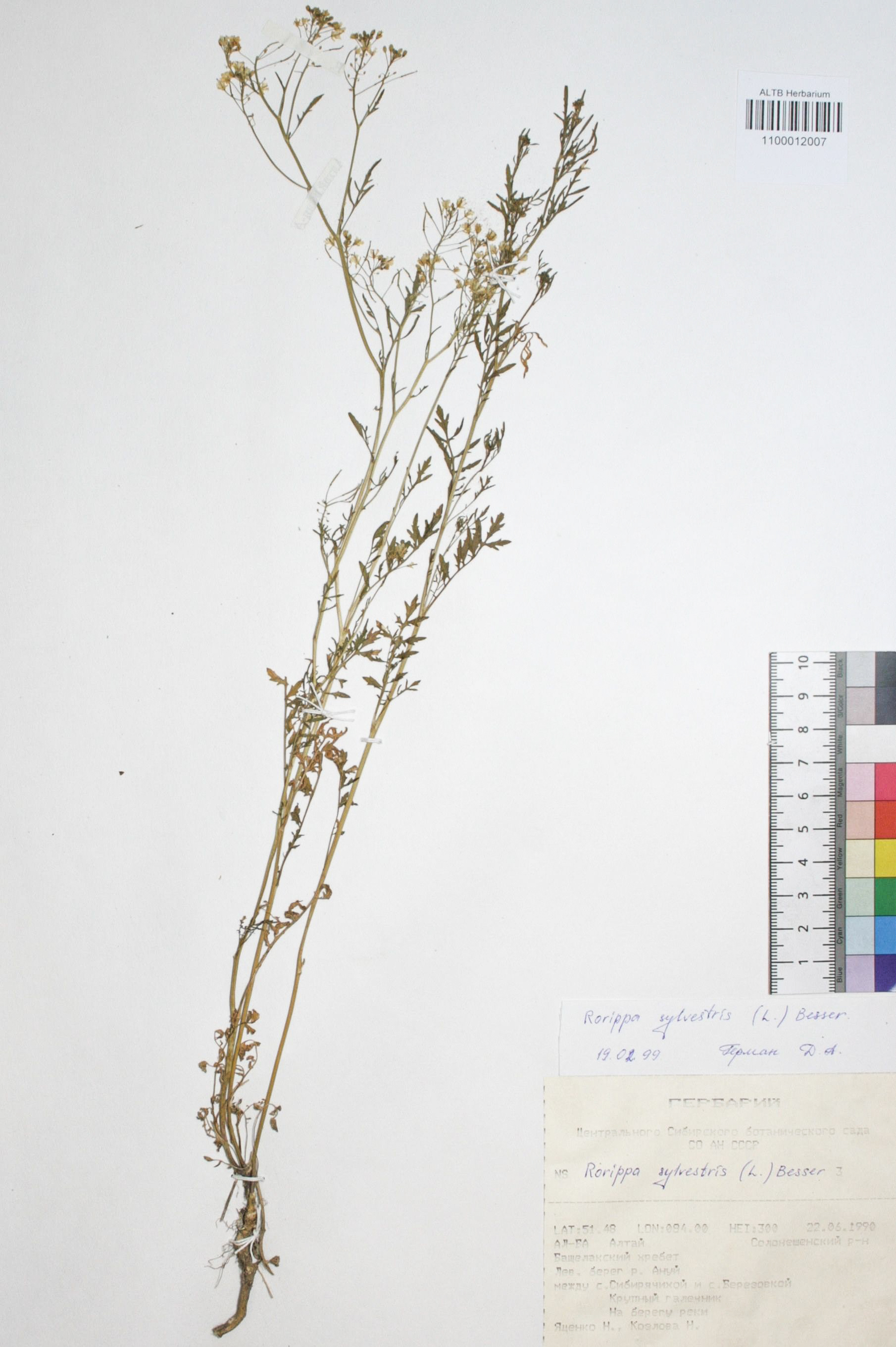 Rorippa sylvestris (L.) Besser