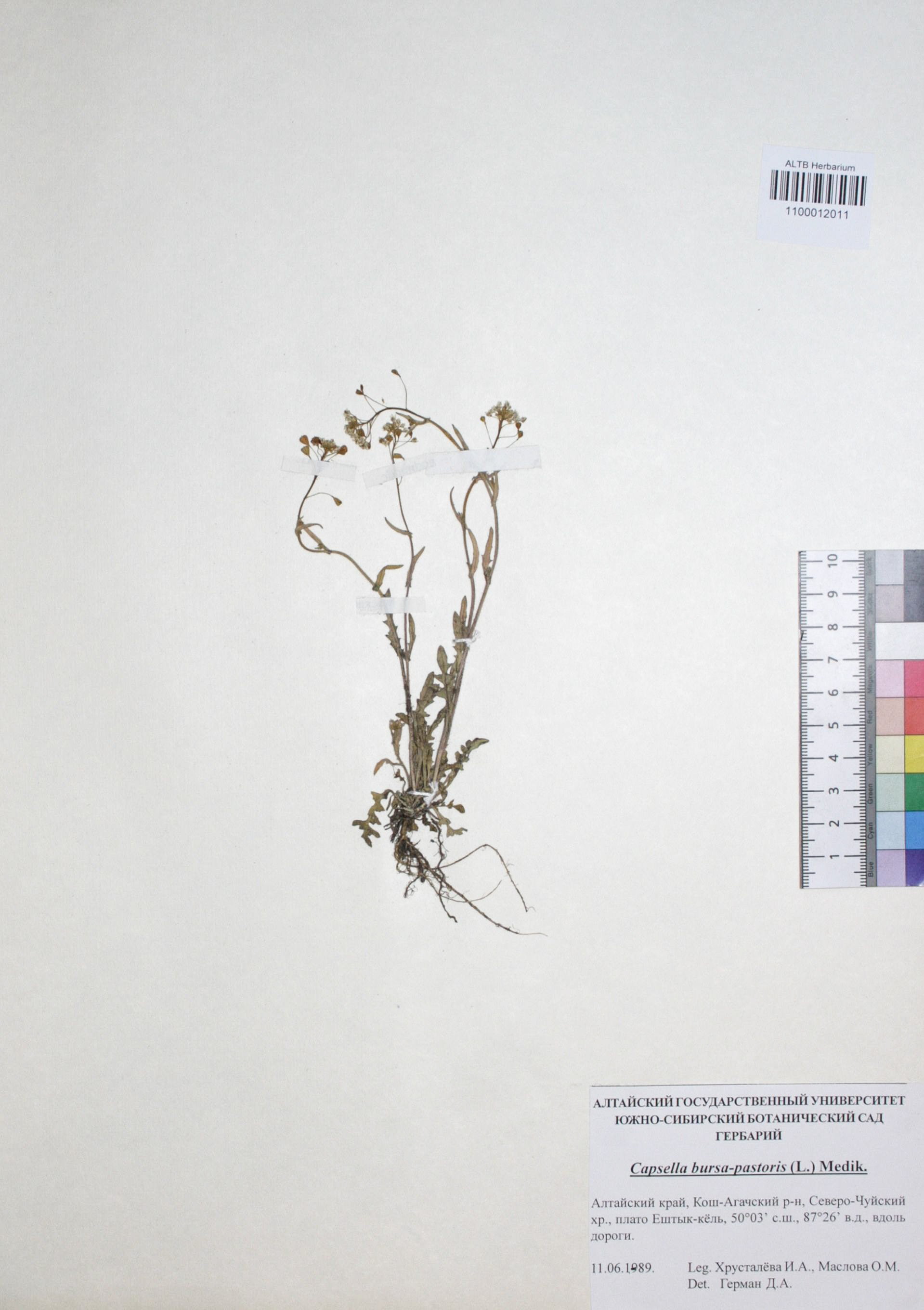 Capsella bursa-pastoris (L.) Medik.