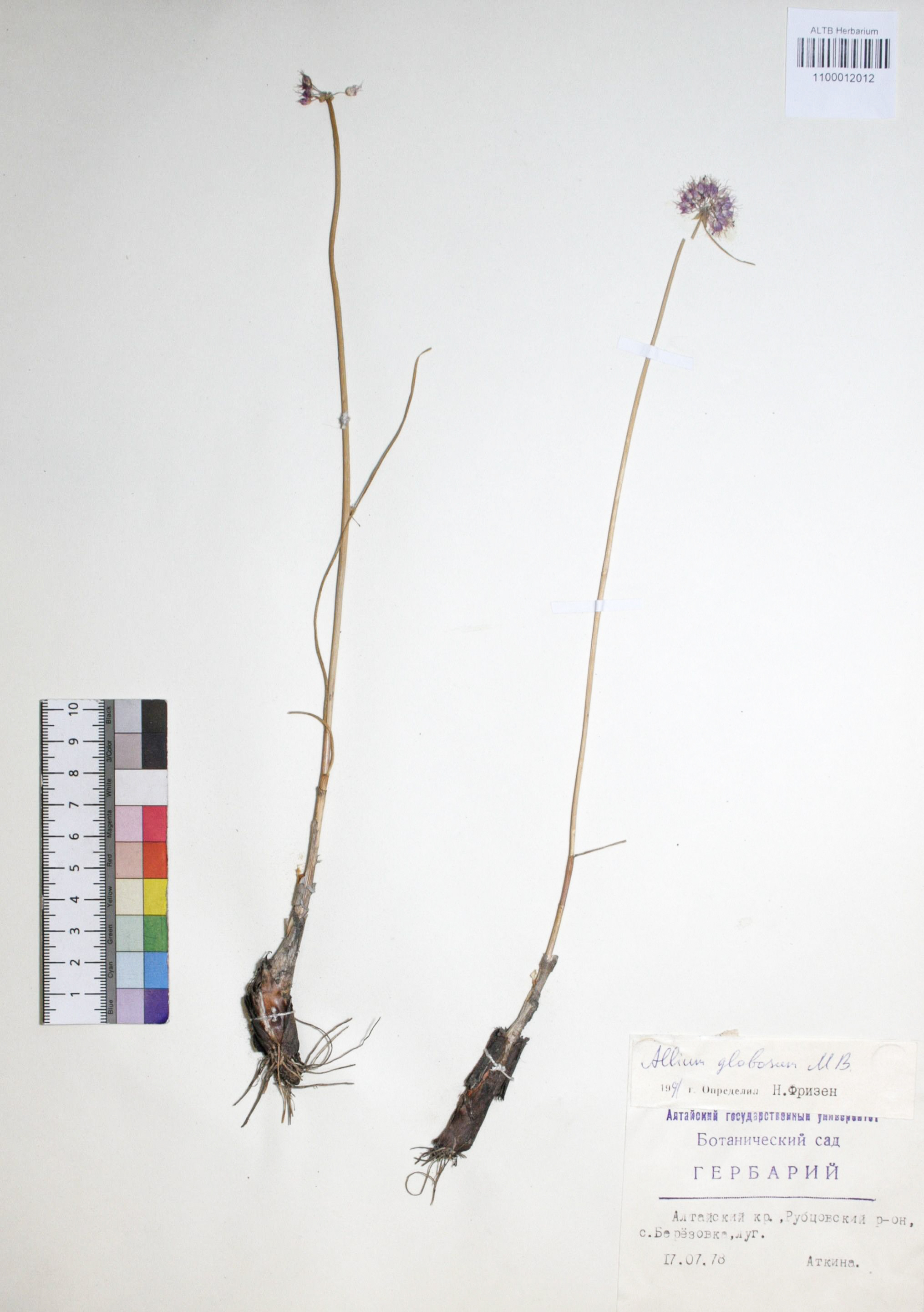 Allium globosum Bieb. ex Redout