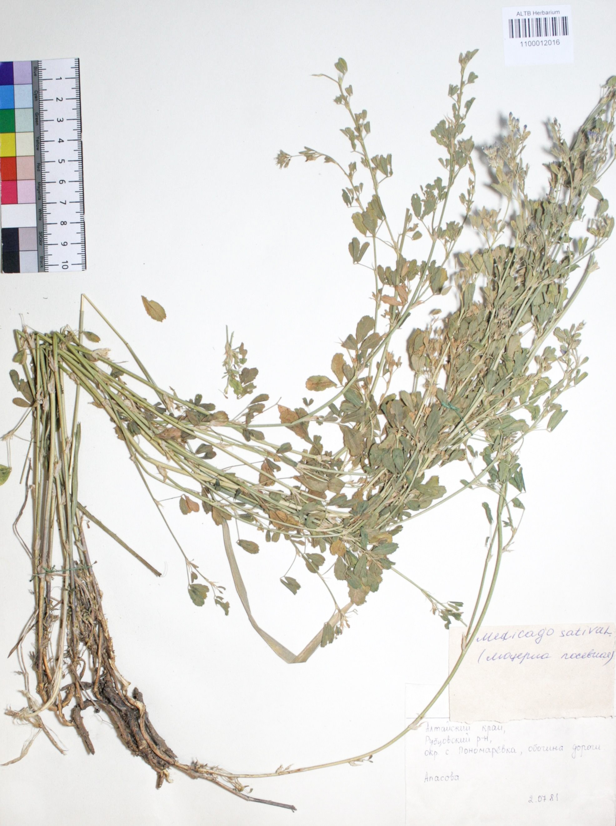 Medicago sativa L.