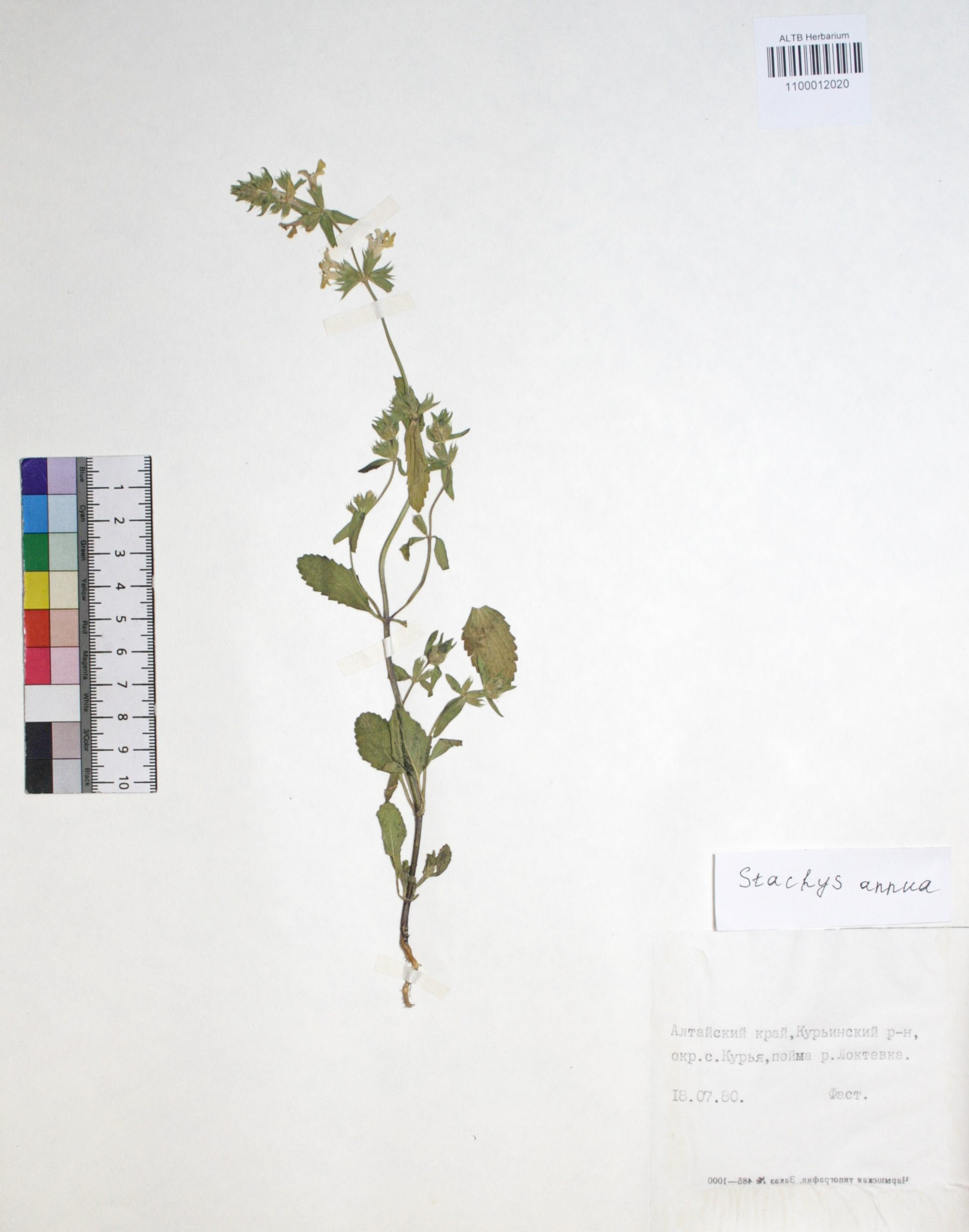 Stachys annua (L.) L. 