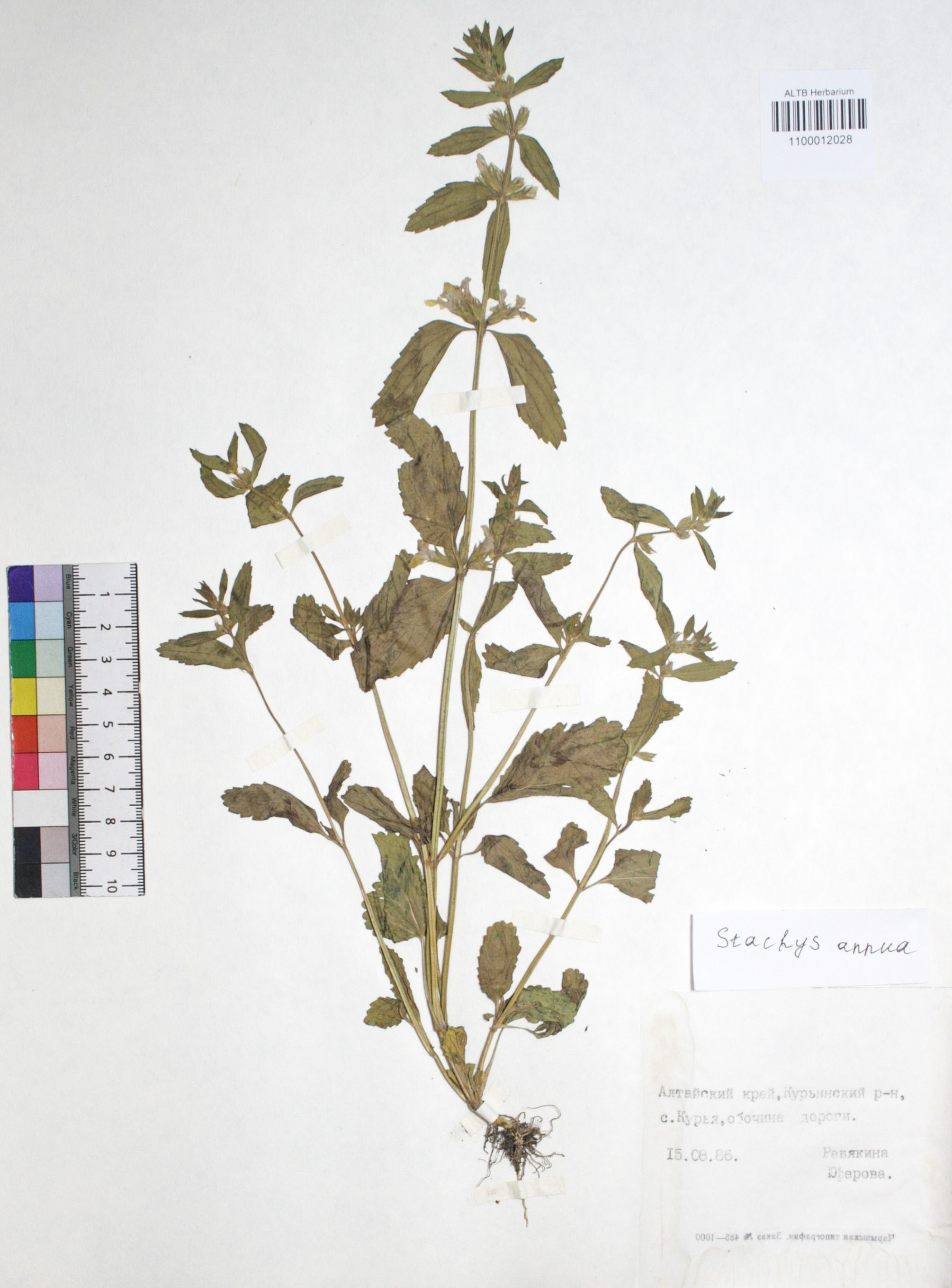 Stachys annua (L.) L. 