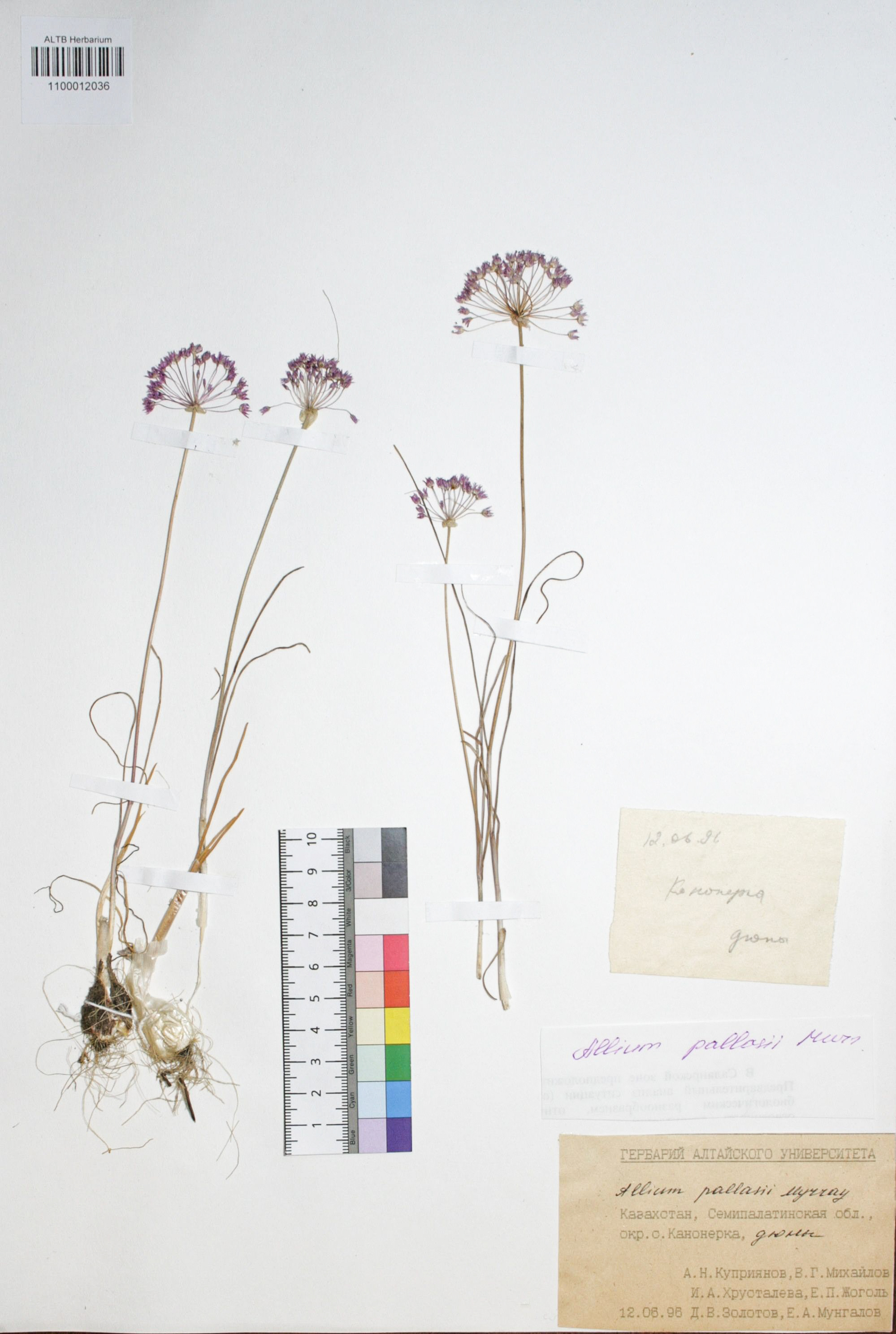 Allium pallasii Murray