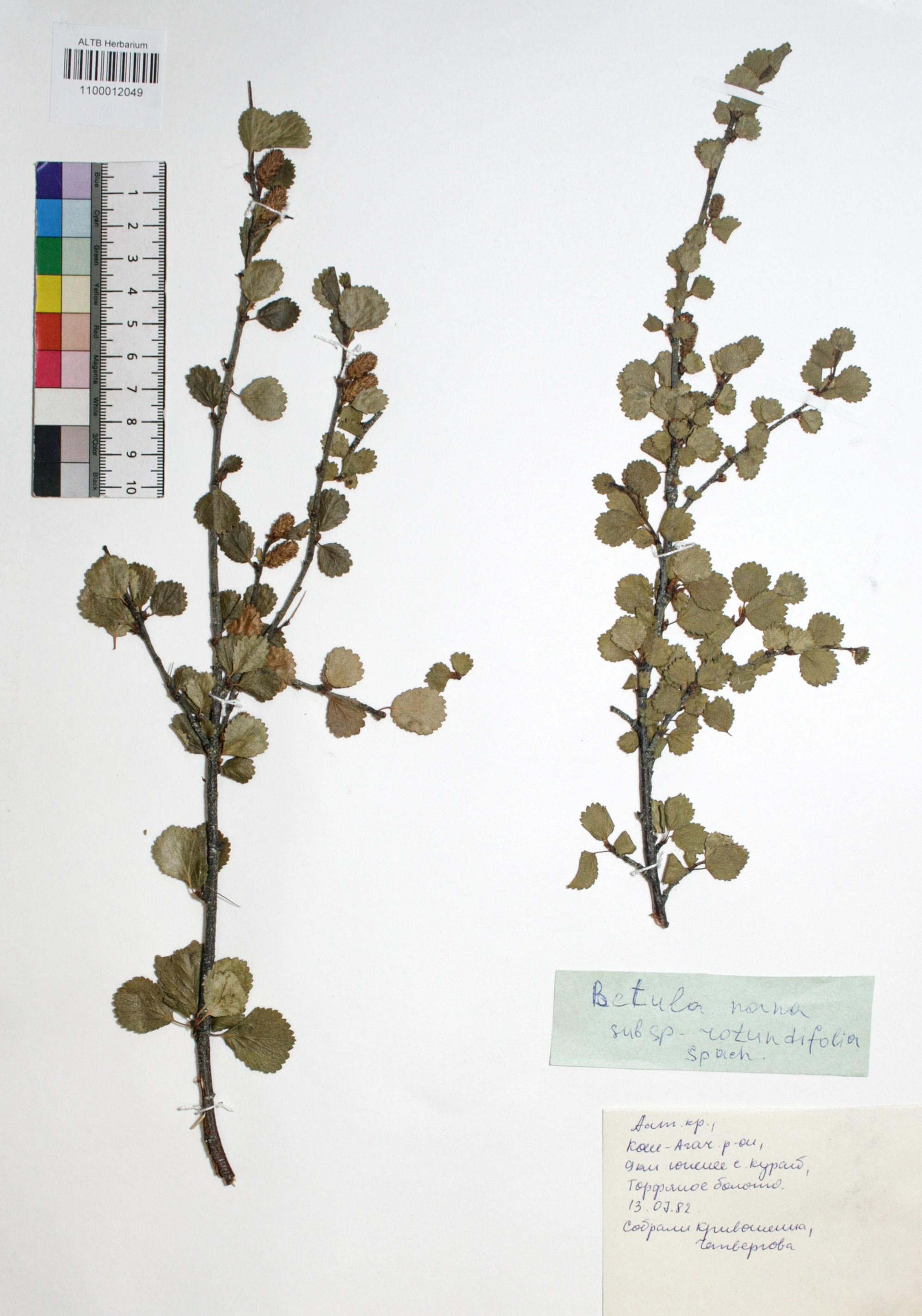 Betula nana subsp. rotundifolia (Spach) Malyschev