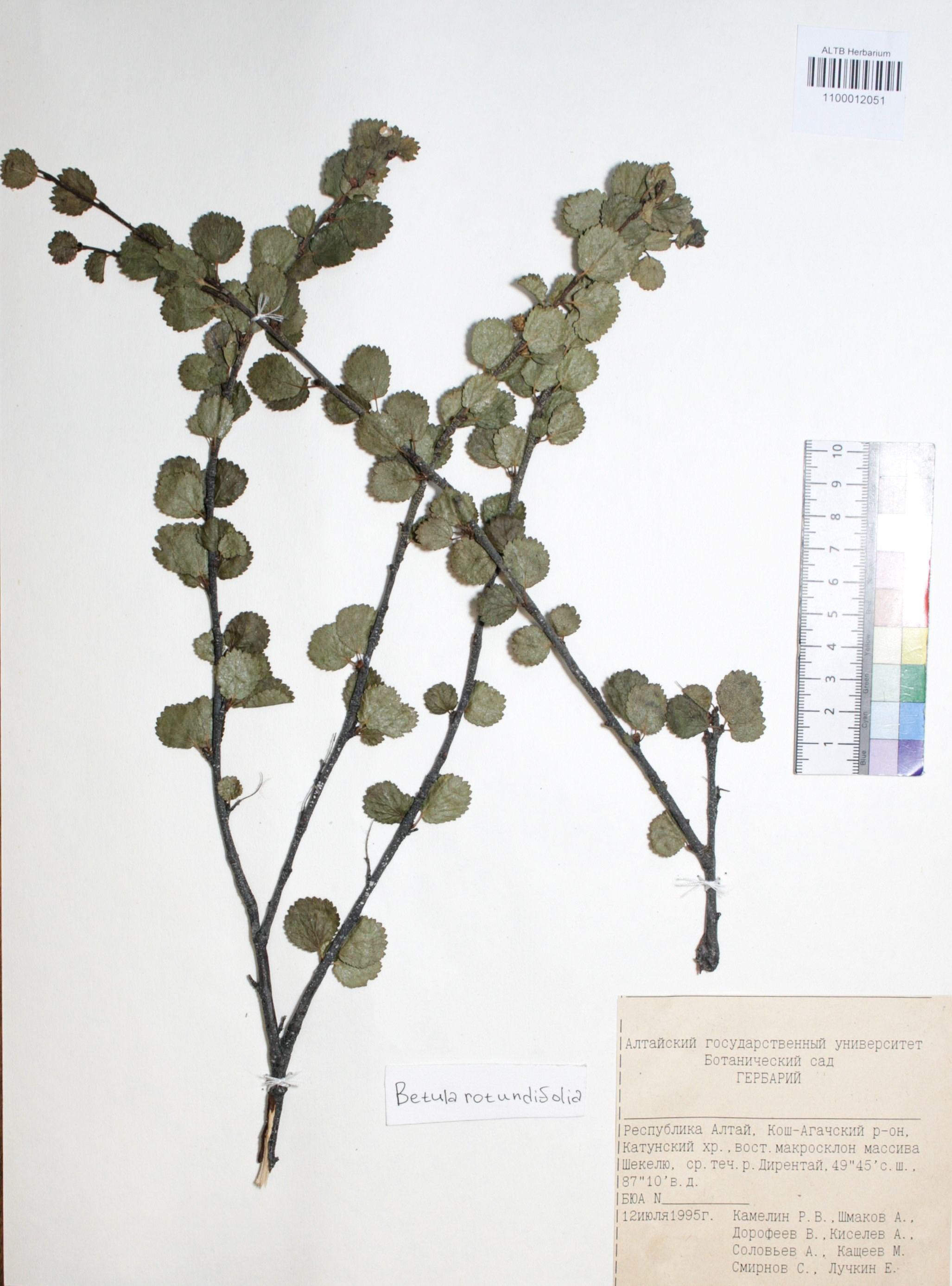 Betula rotundifolia Spach