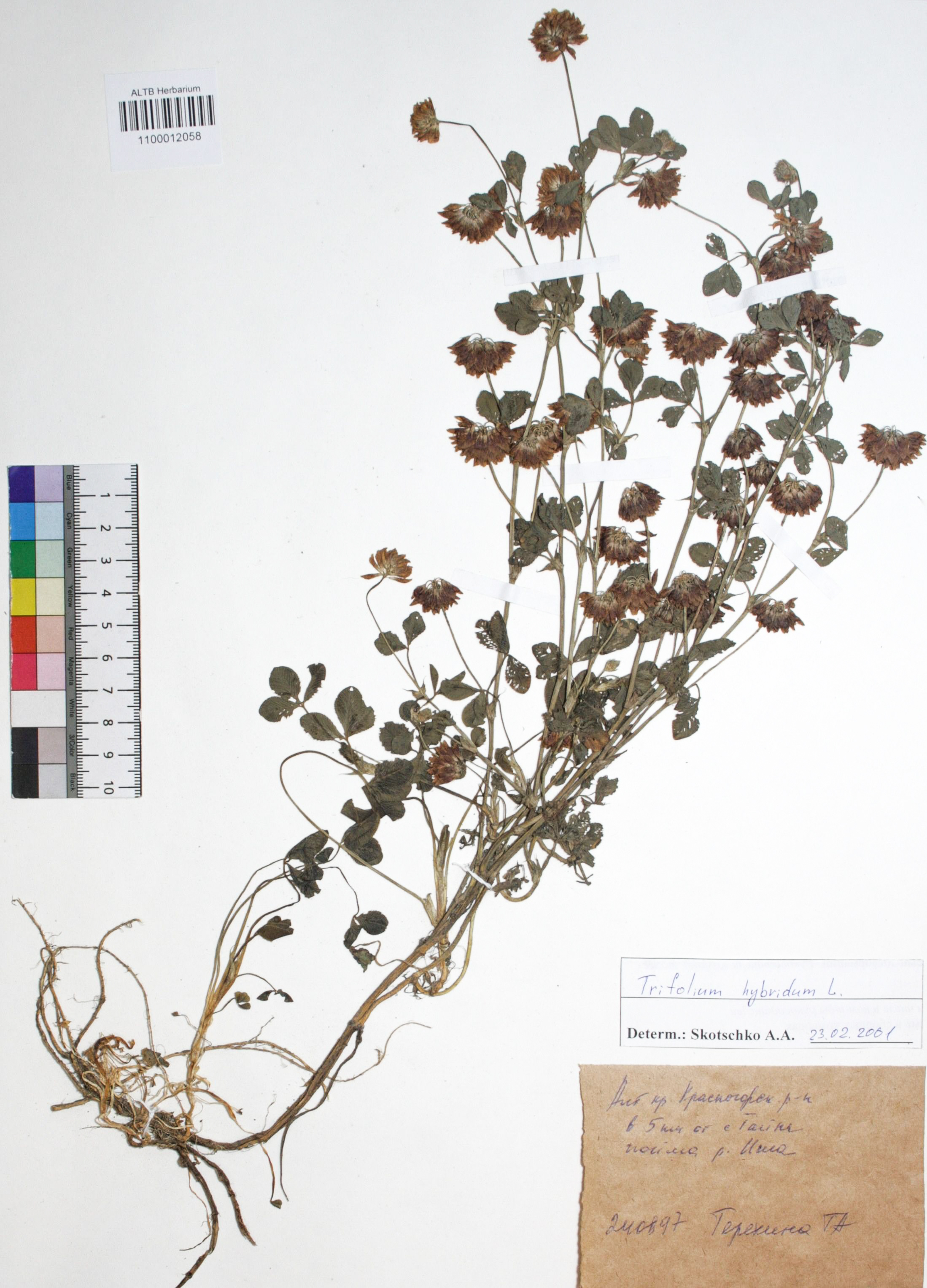 Trifolium hybridum L.