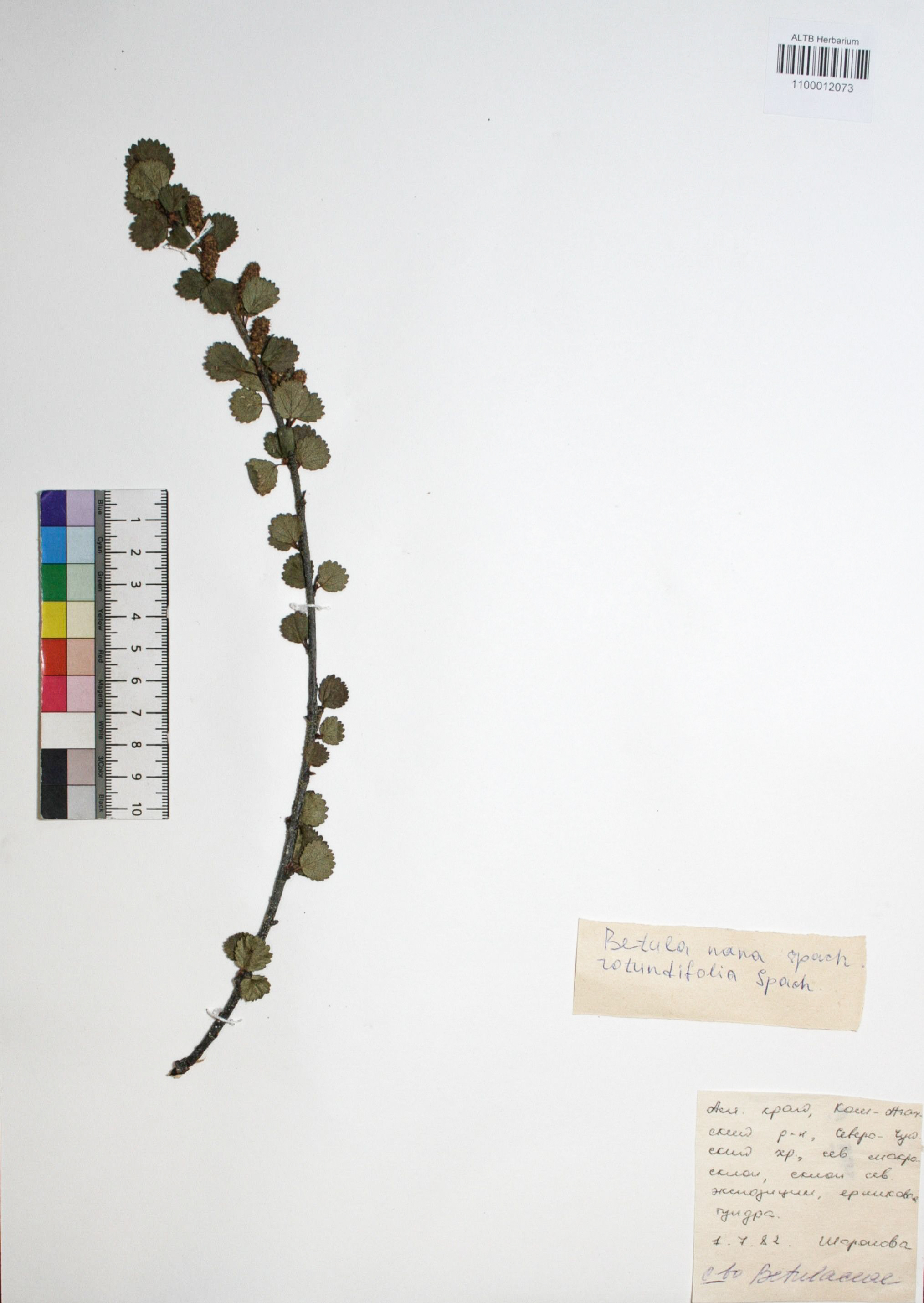 Betula nana subsp. rotundifolia (Spach) Malyschev