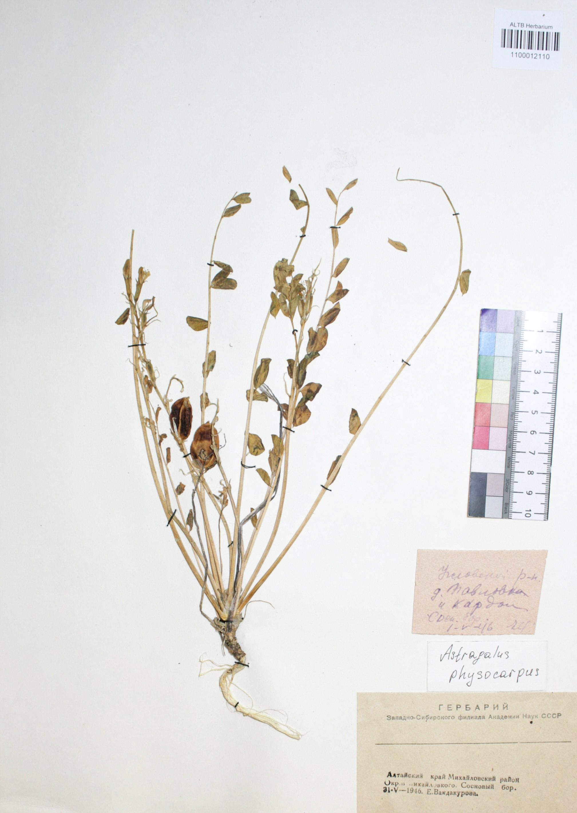 Astragalus physocarpus Ledeb.