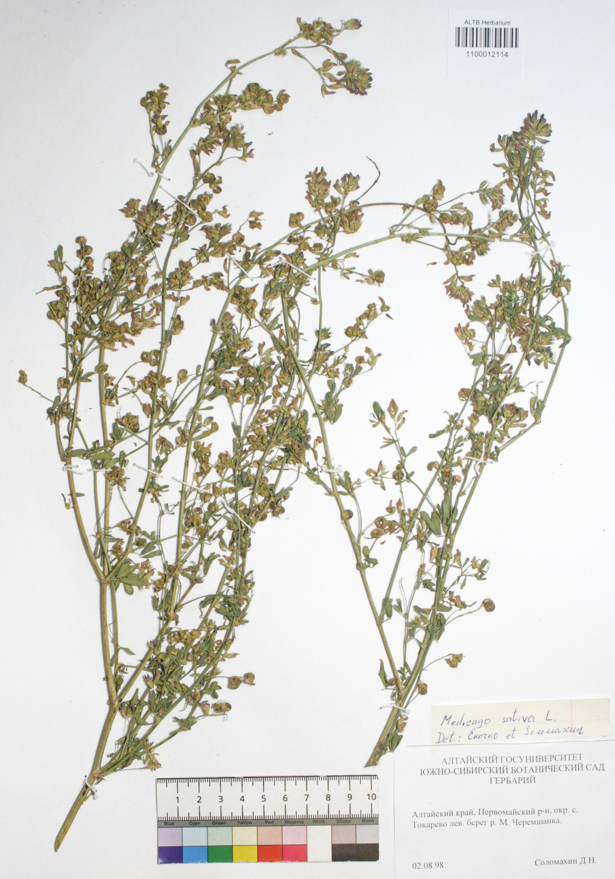 Medicago sativa L.