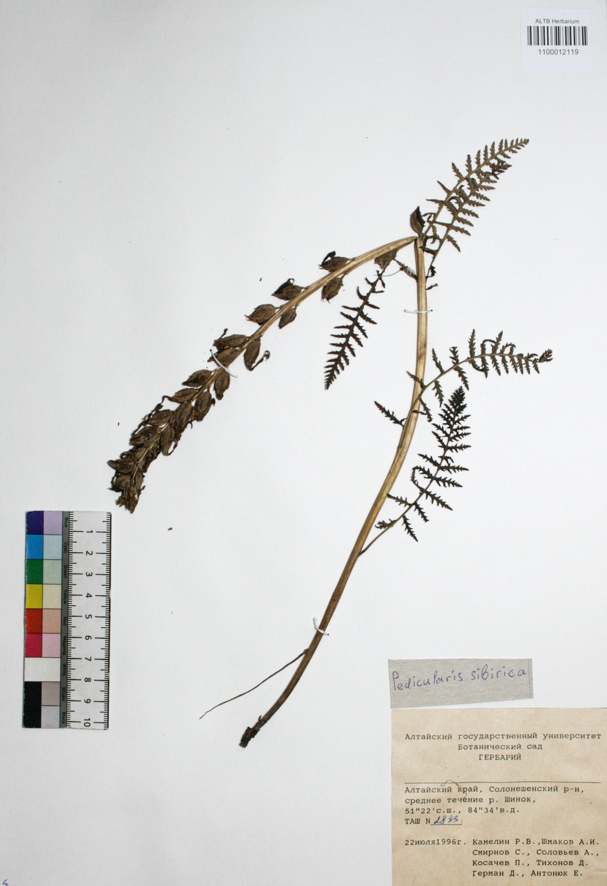 Pedicularis sibirica Vved.