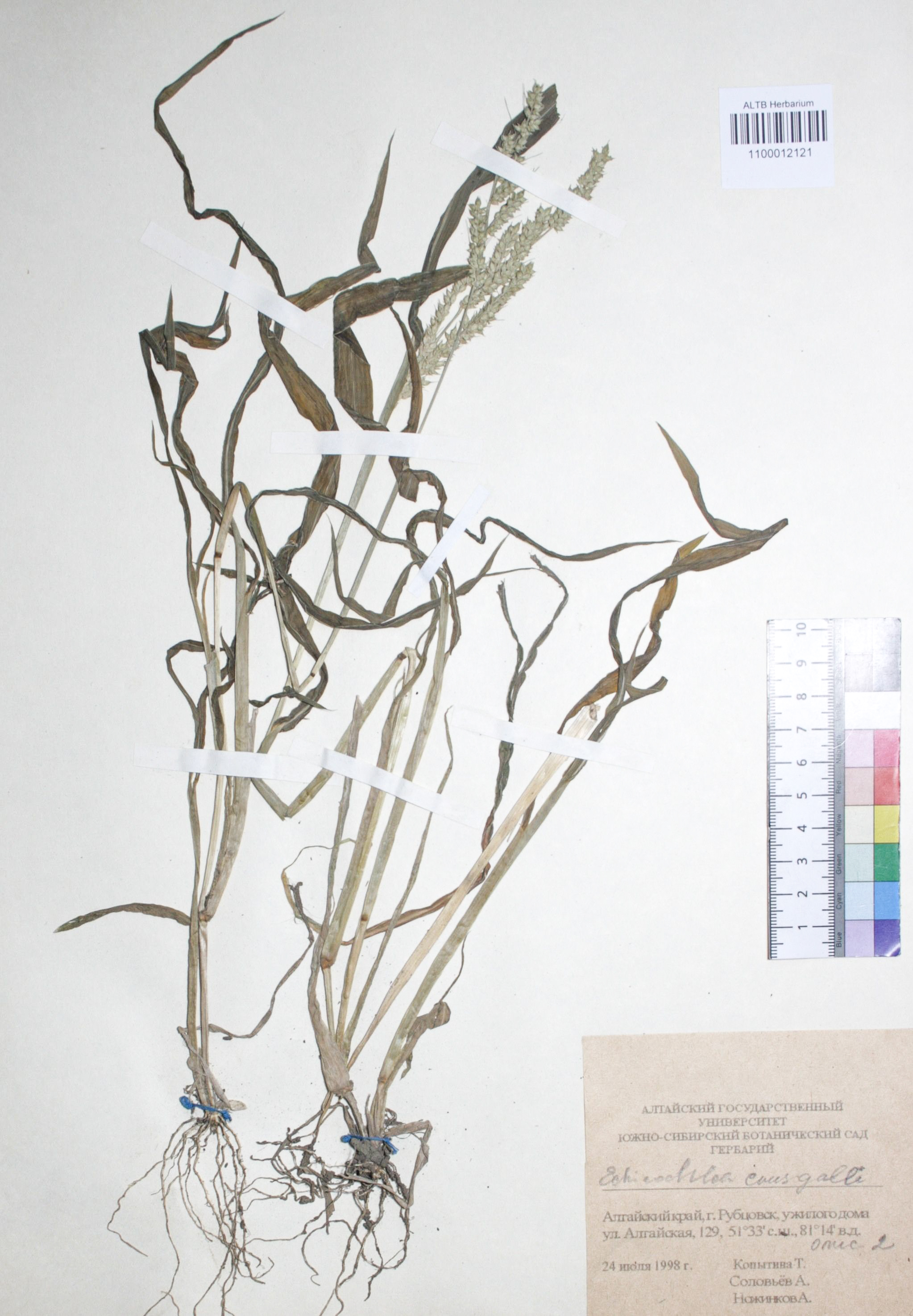 Echinochloa crus-galli (L.) P. Beauv.