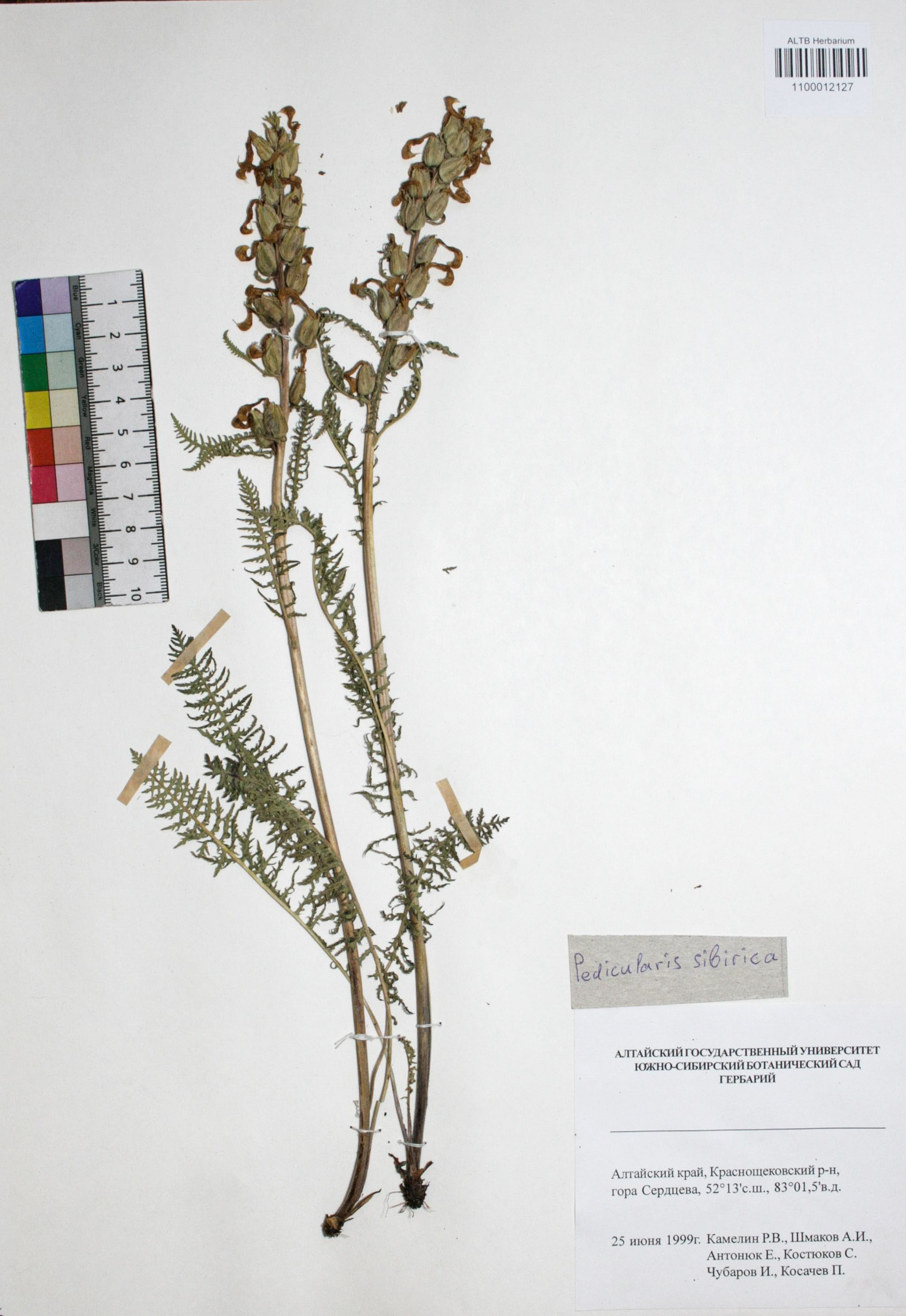 Pedicularis sibirica Vved.