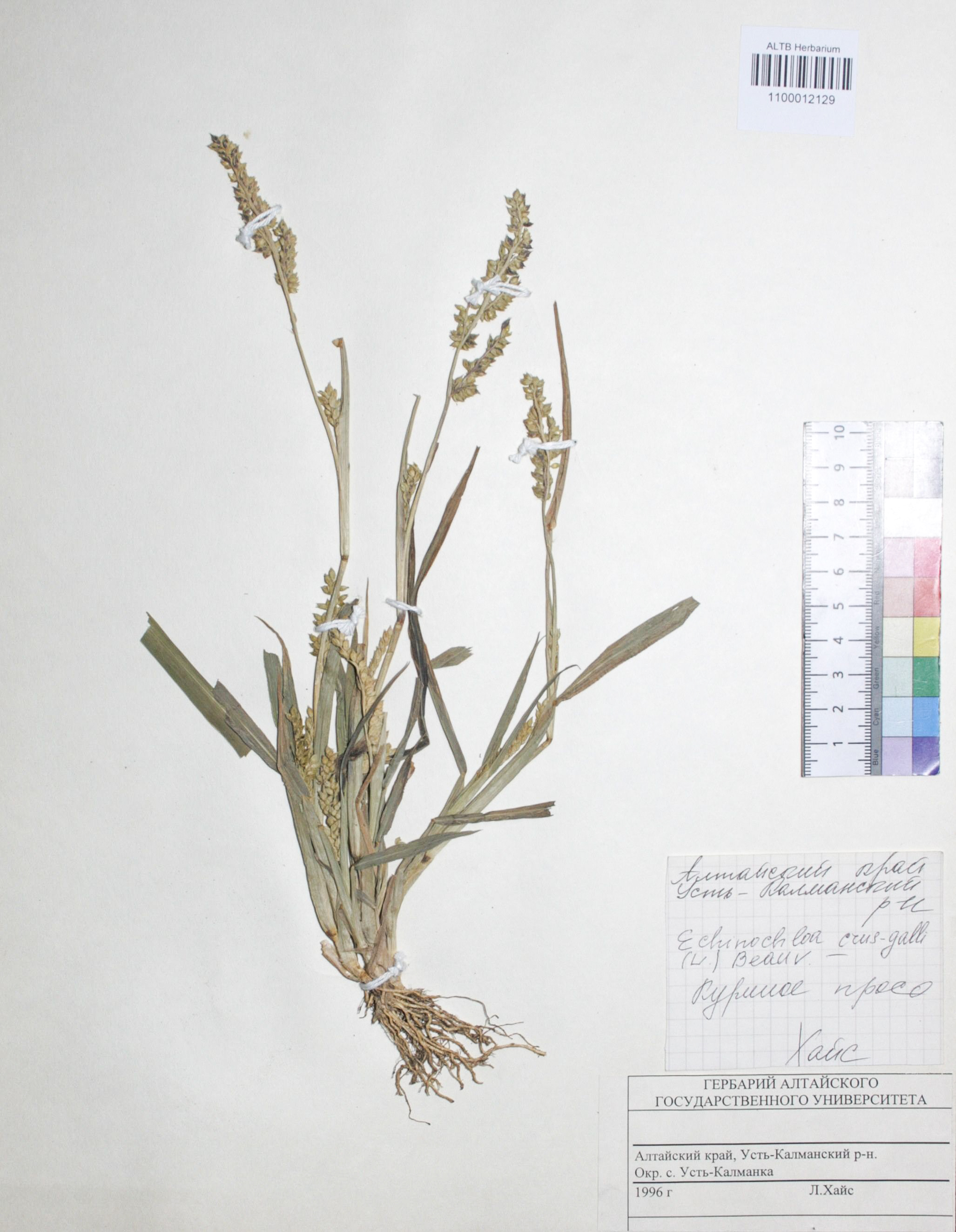 Echinochloa crus-galli (L.) P. Beauv.