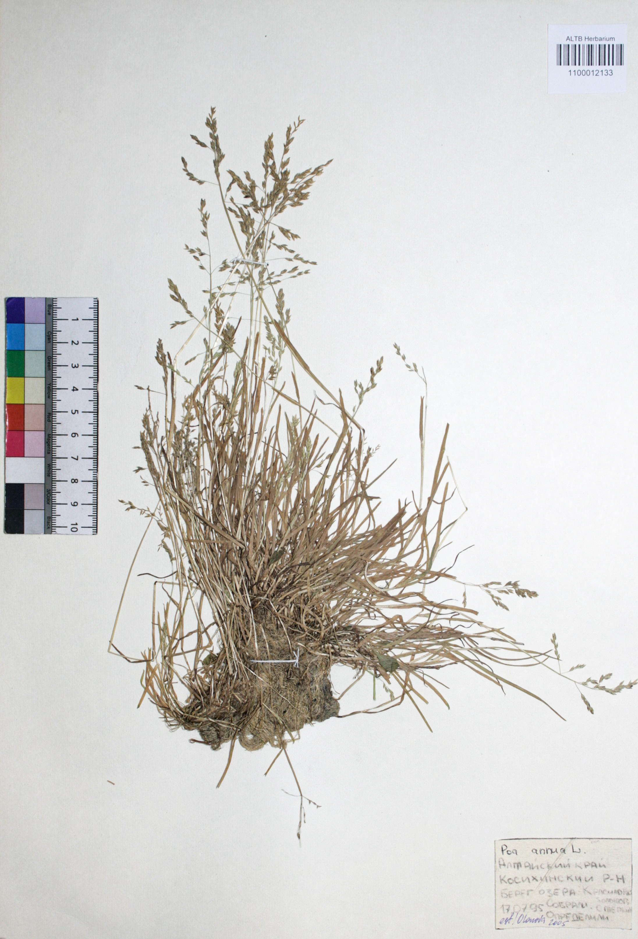 Poa annua L.