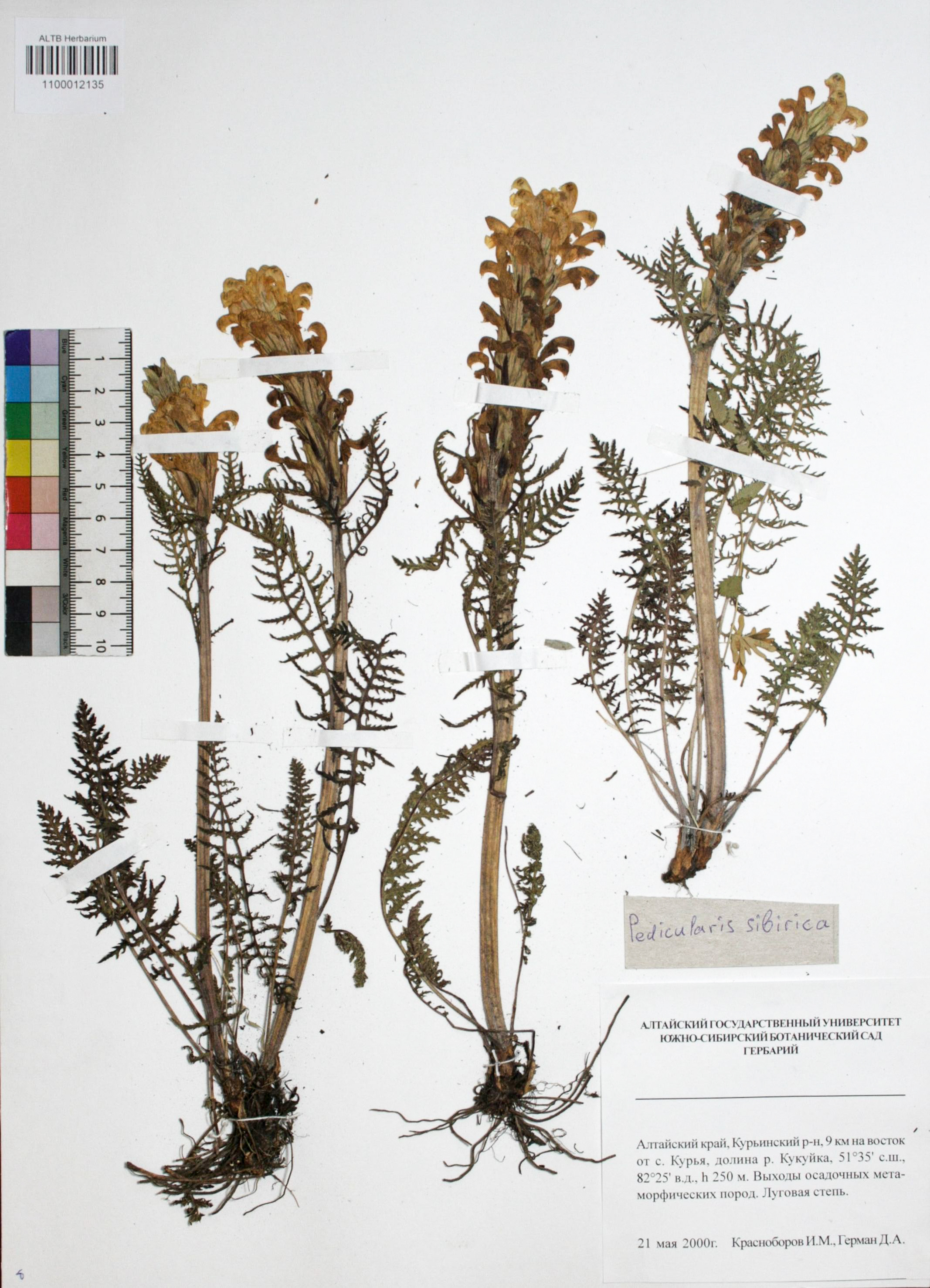 Pedicularis sibirica Vved.