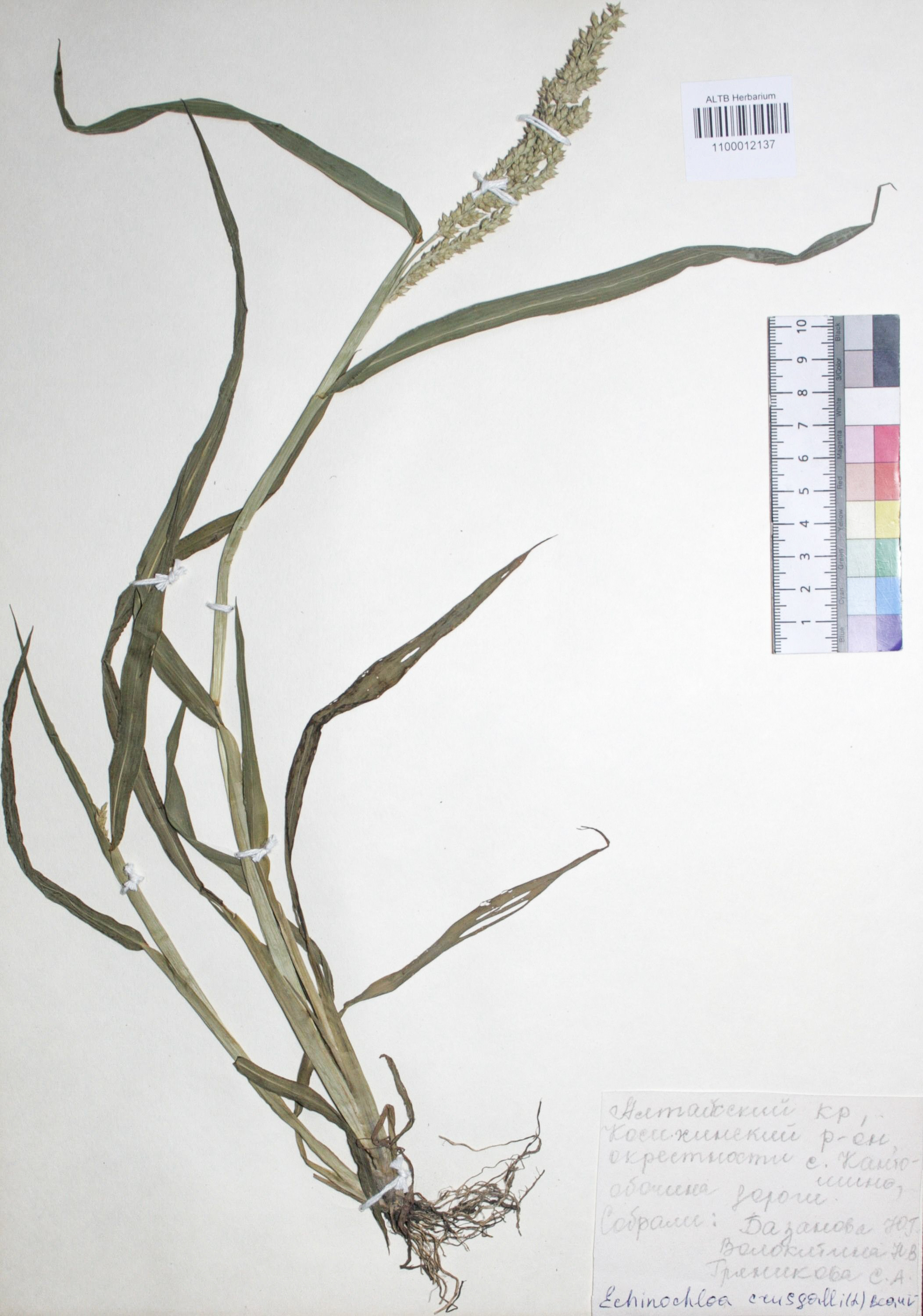 Echinochloa crus-galli (L.) P. Beauv.