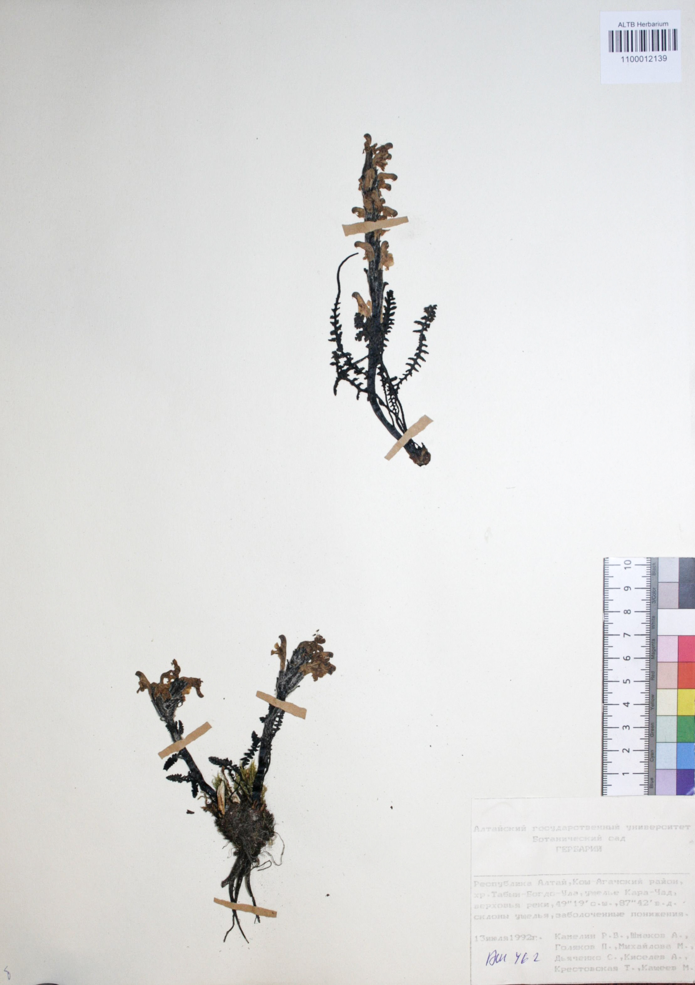 Silene graminifolia Otth.