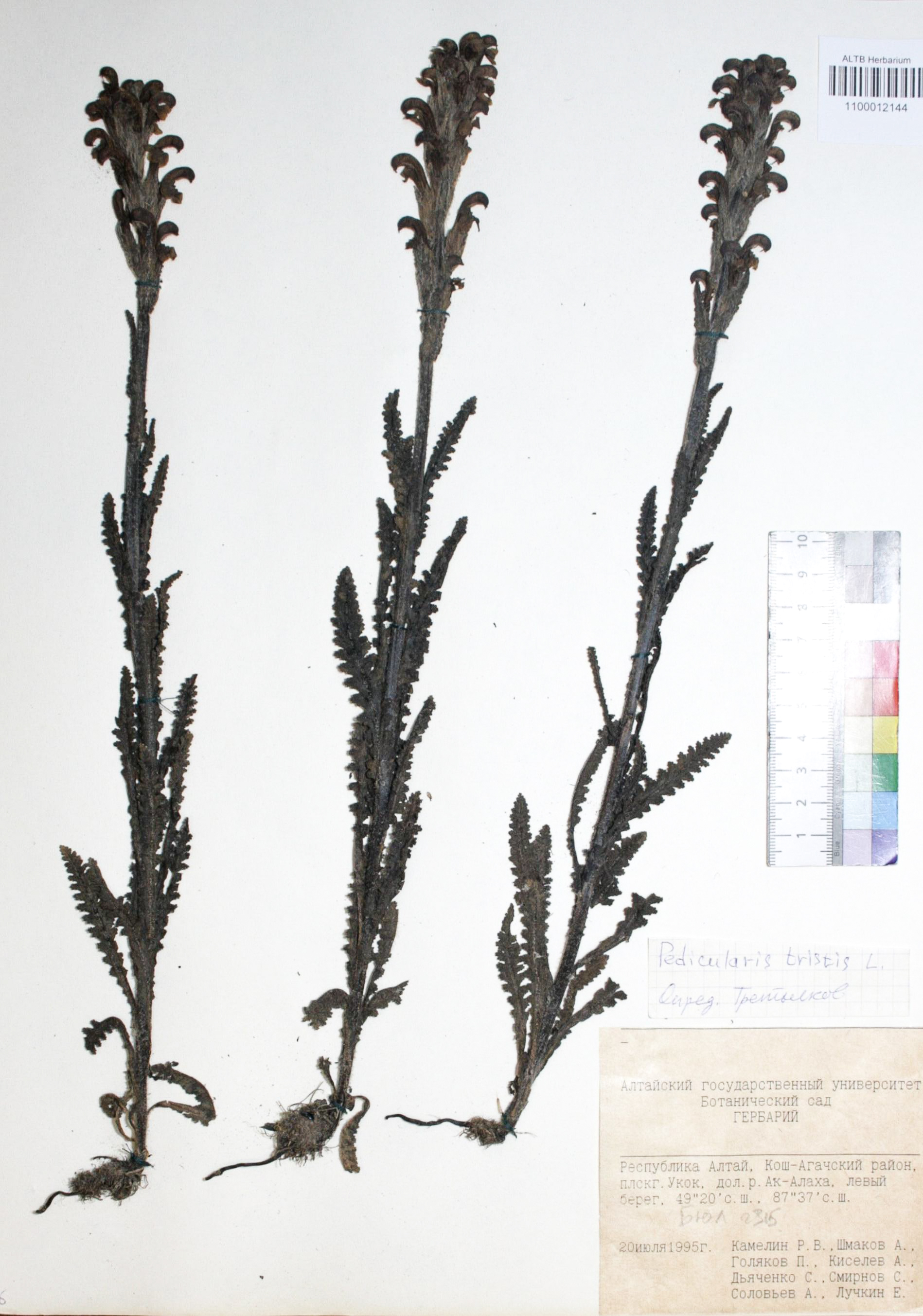 Pedicularis tristis L.