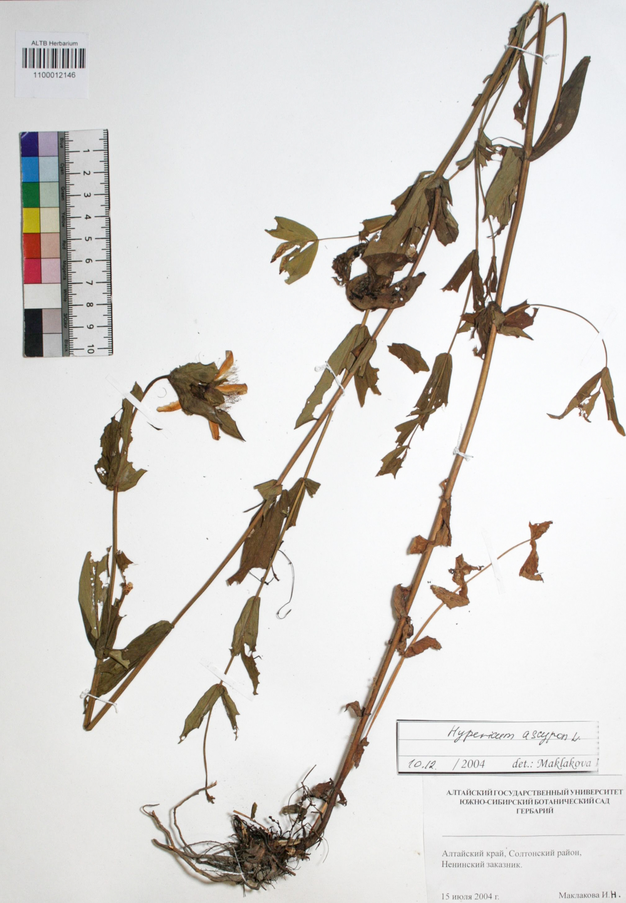 Hypericum ascyron L.