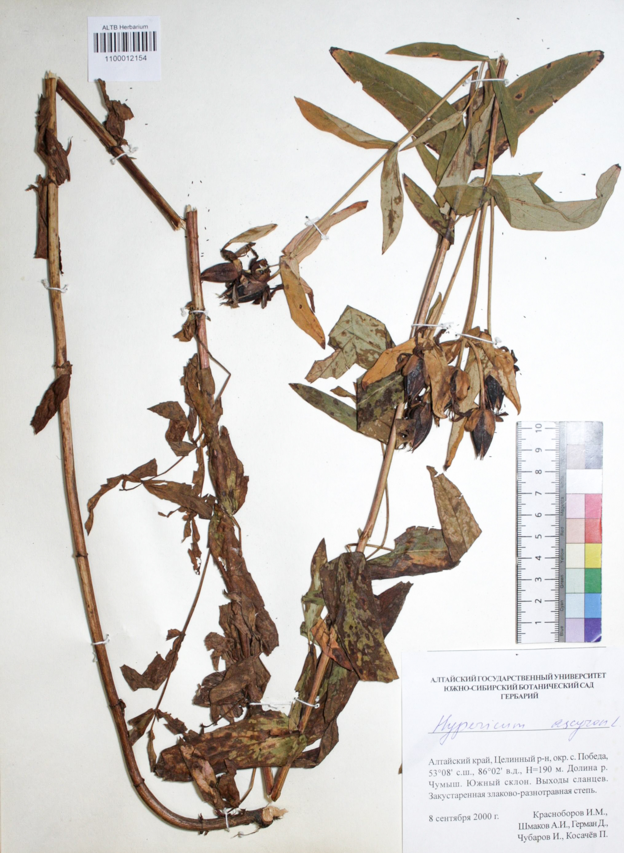 Hypericum ascyron L.