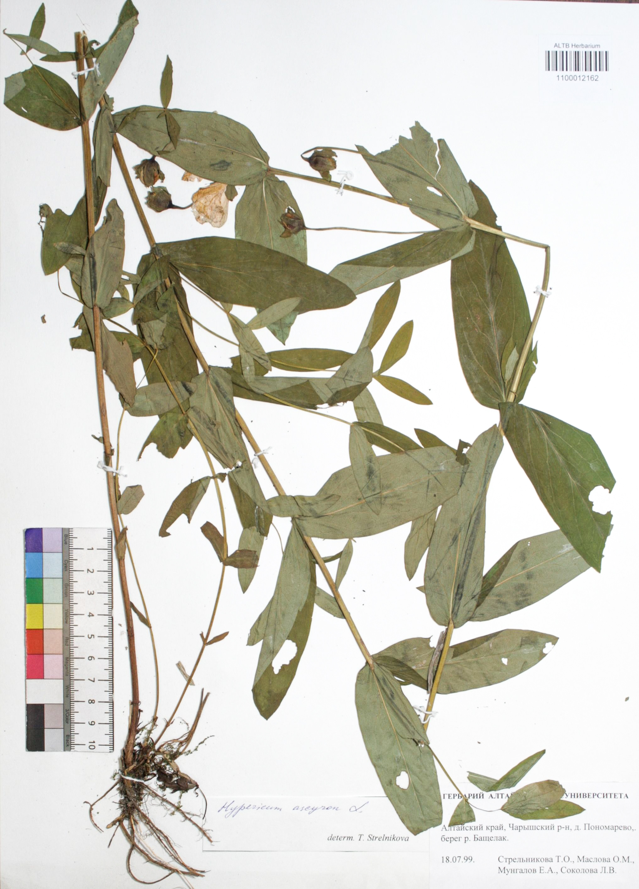 Hypericum ascyron L.