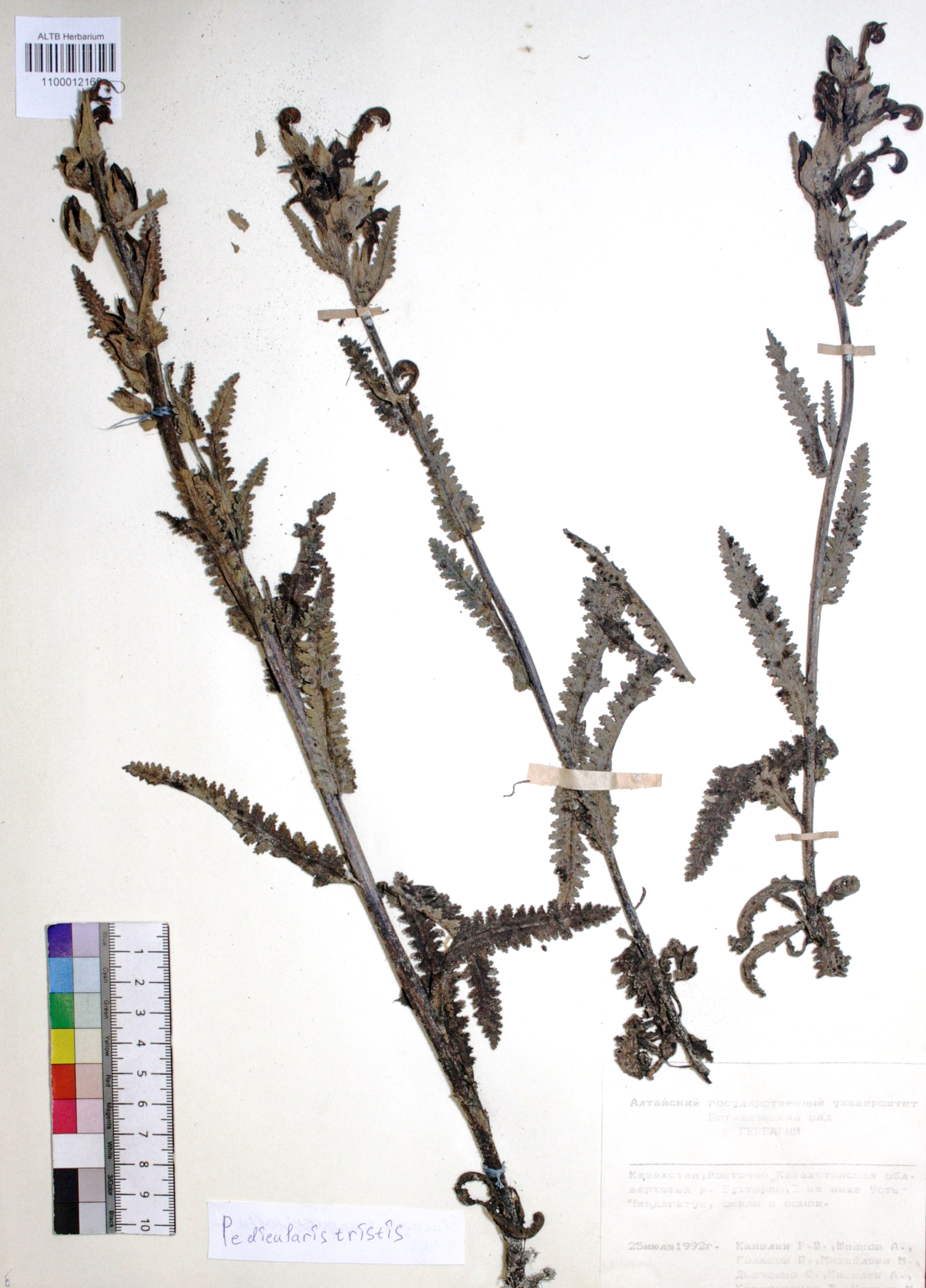 Pedicularis tristis L.