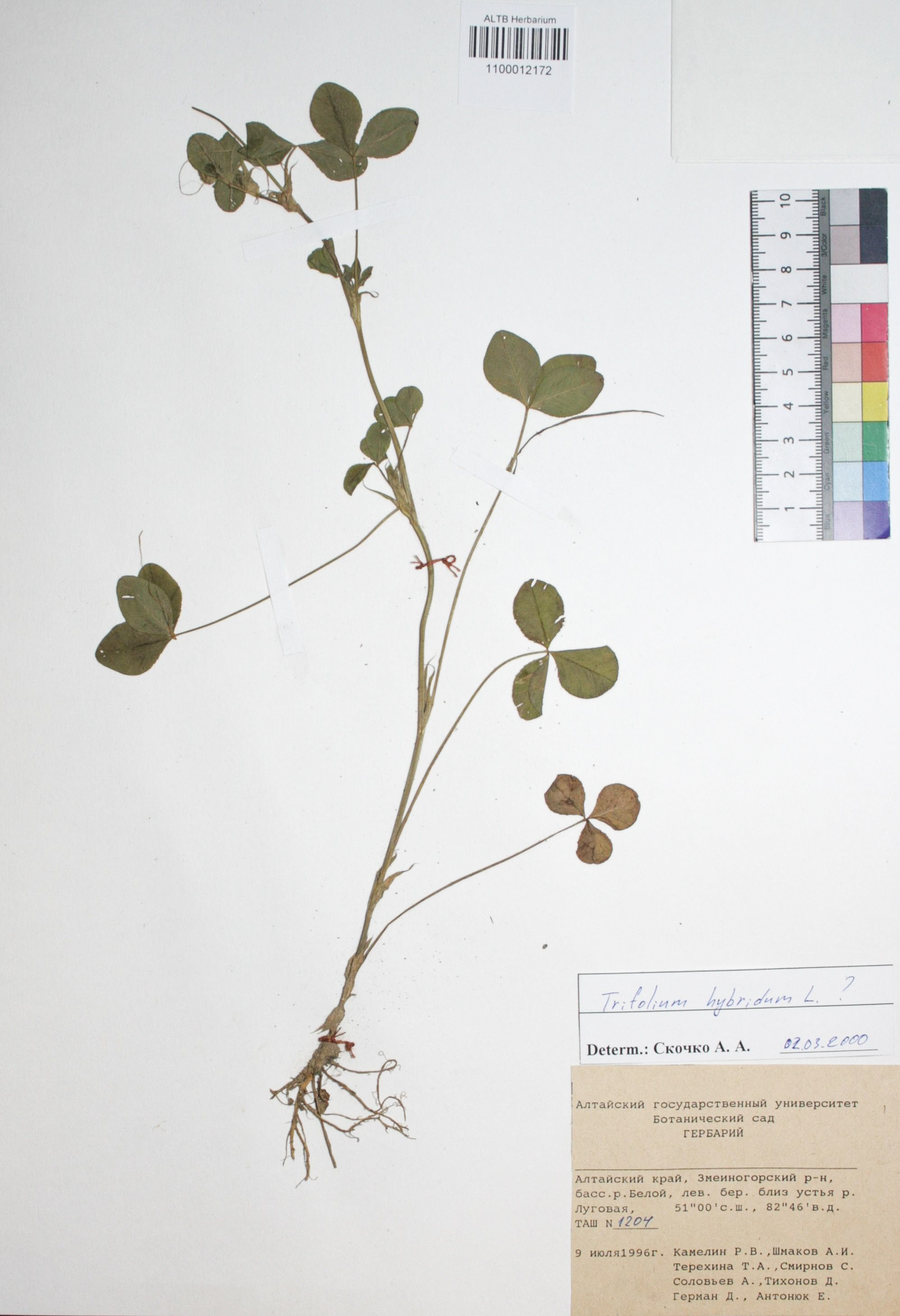 Trifolium hybridum L.