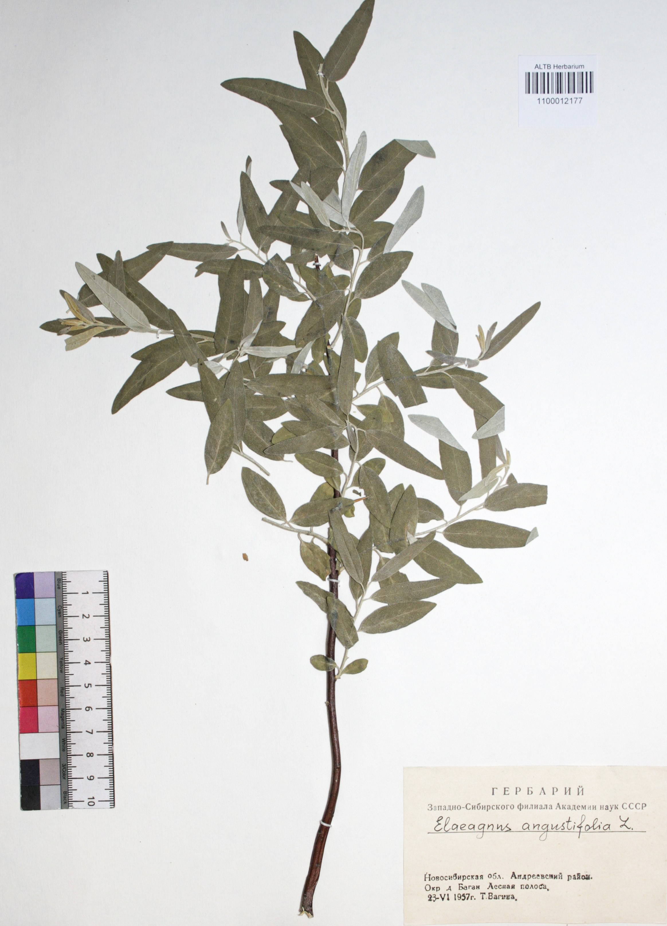 Elaeagnus angustifolia L.