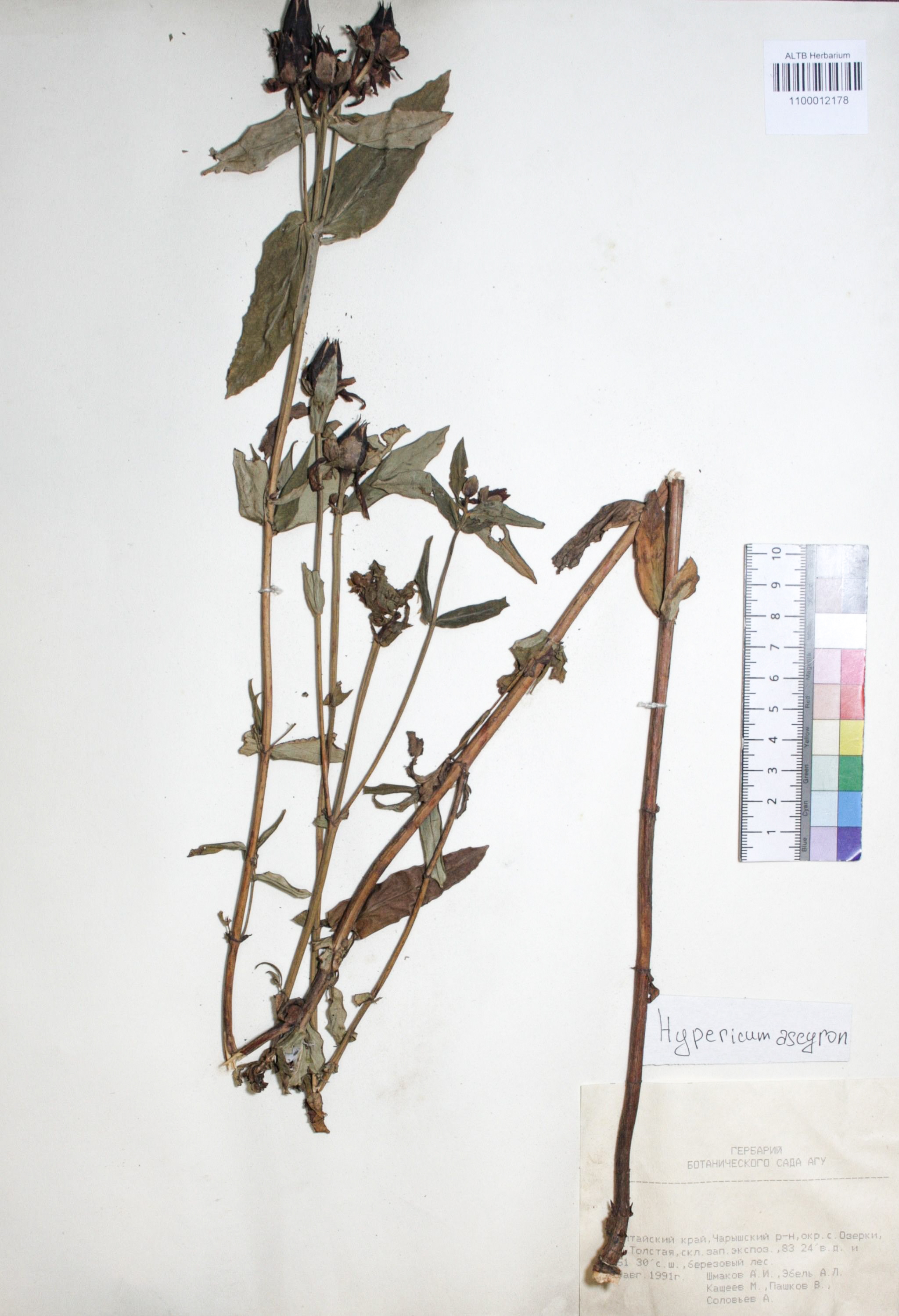 Hypericum ascyron L.