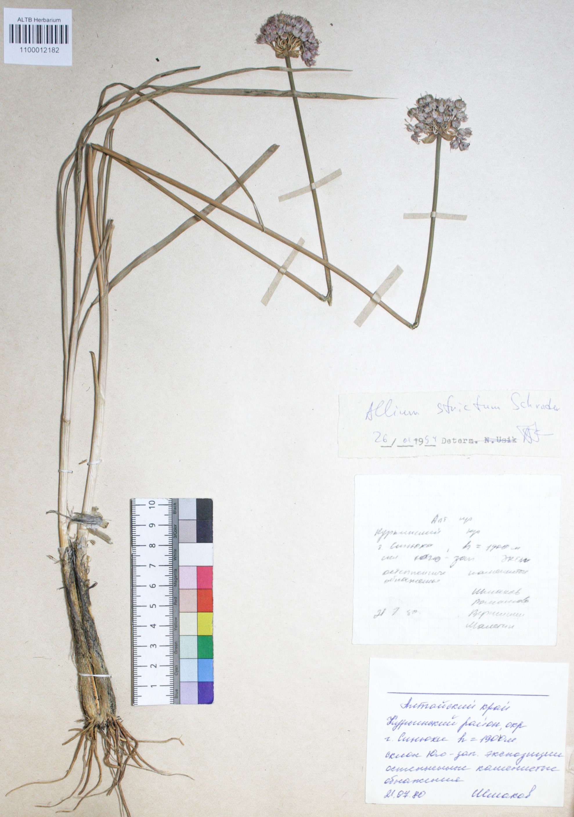 Allium strictum Schrad.