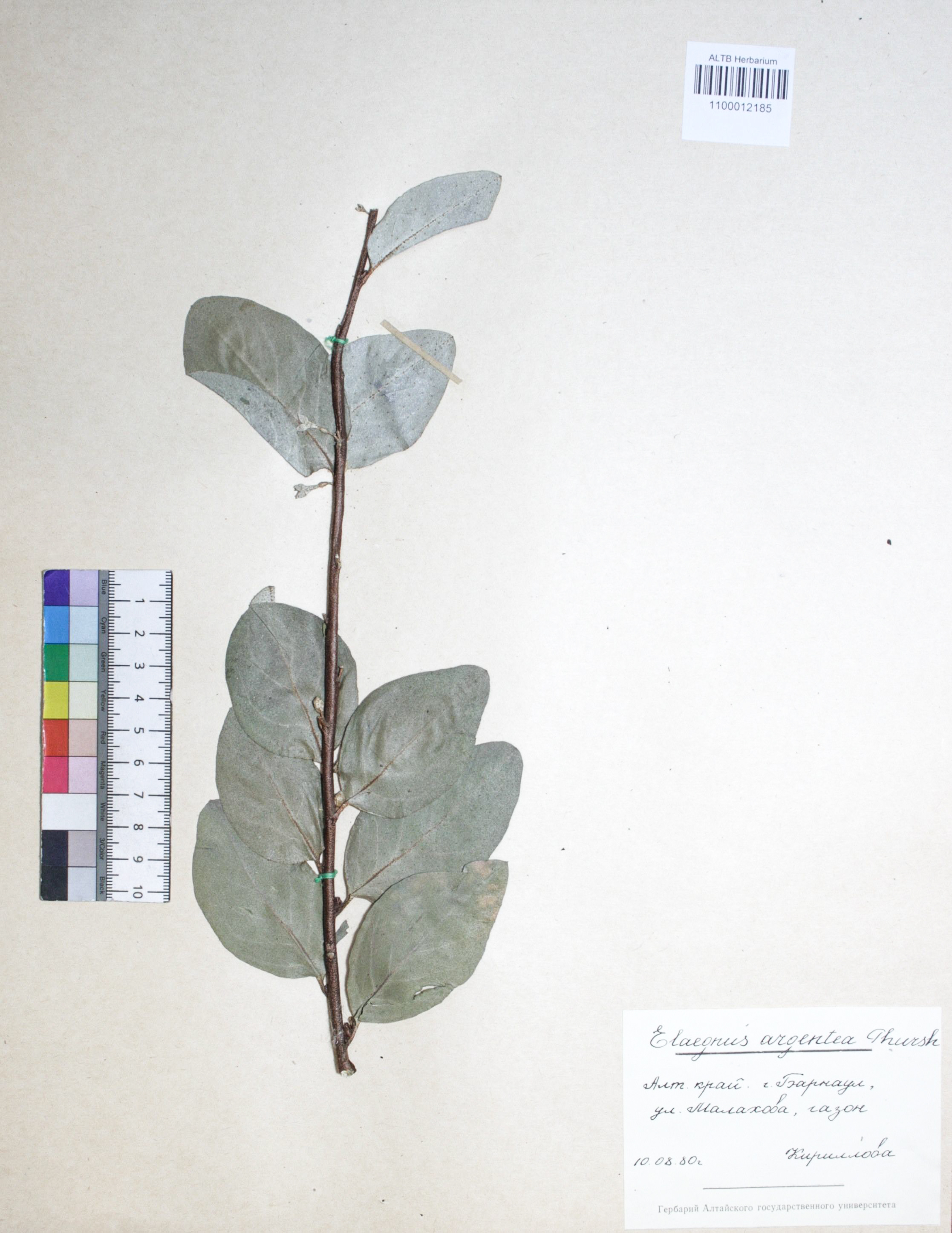 Elaeagnus argentea Pursh