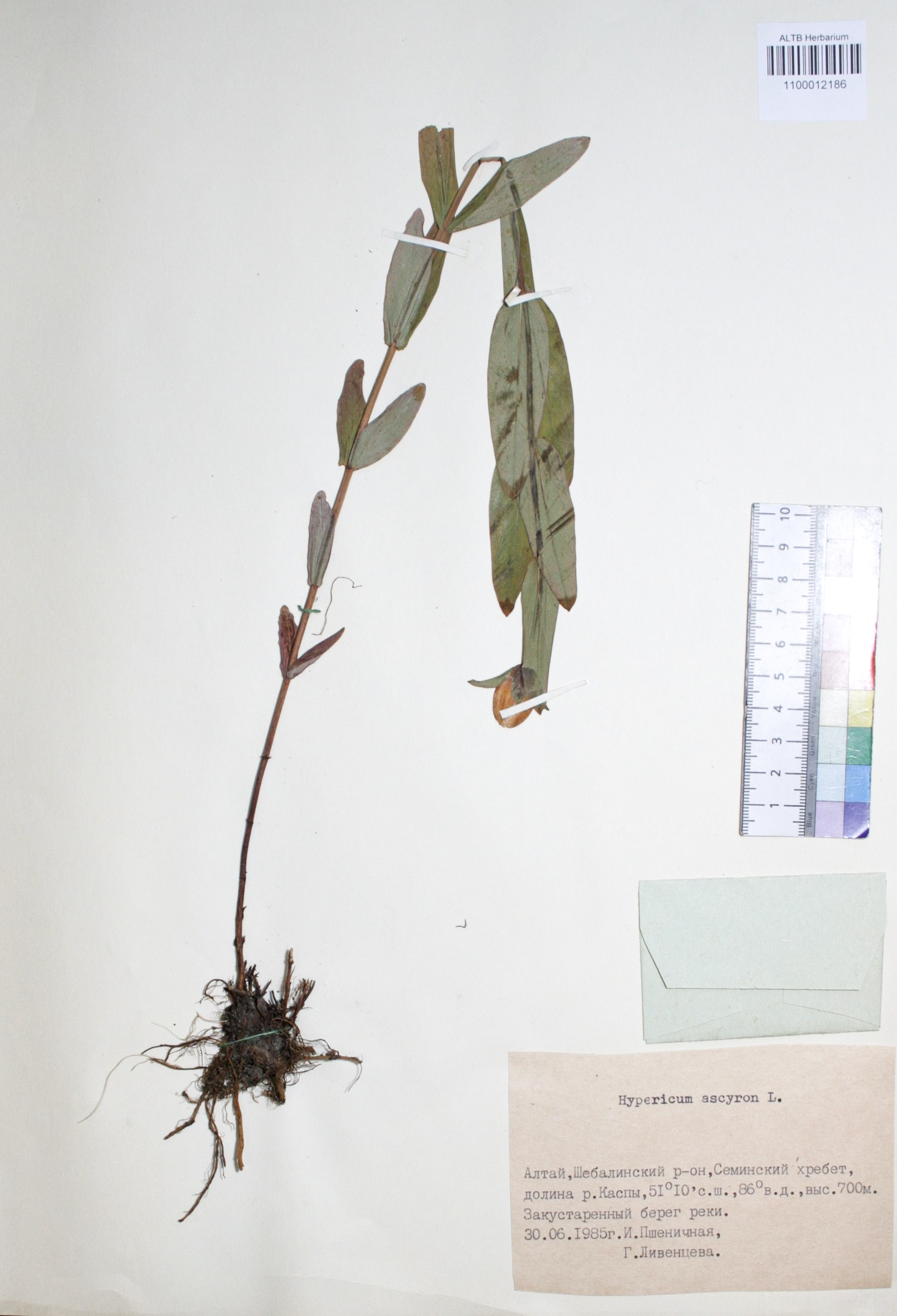 Hypericum ascyron L.