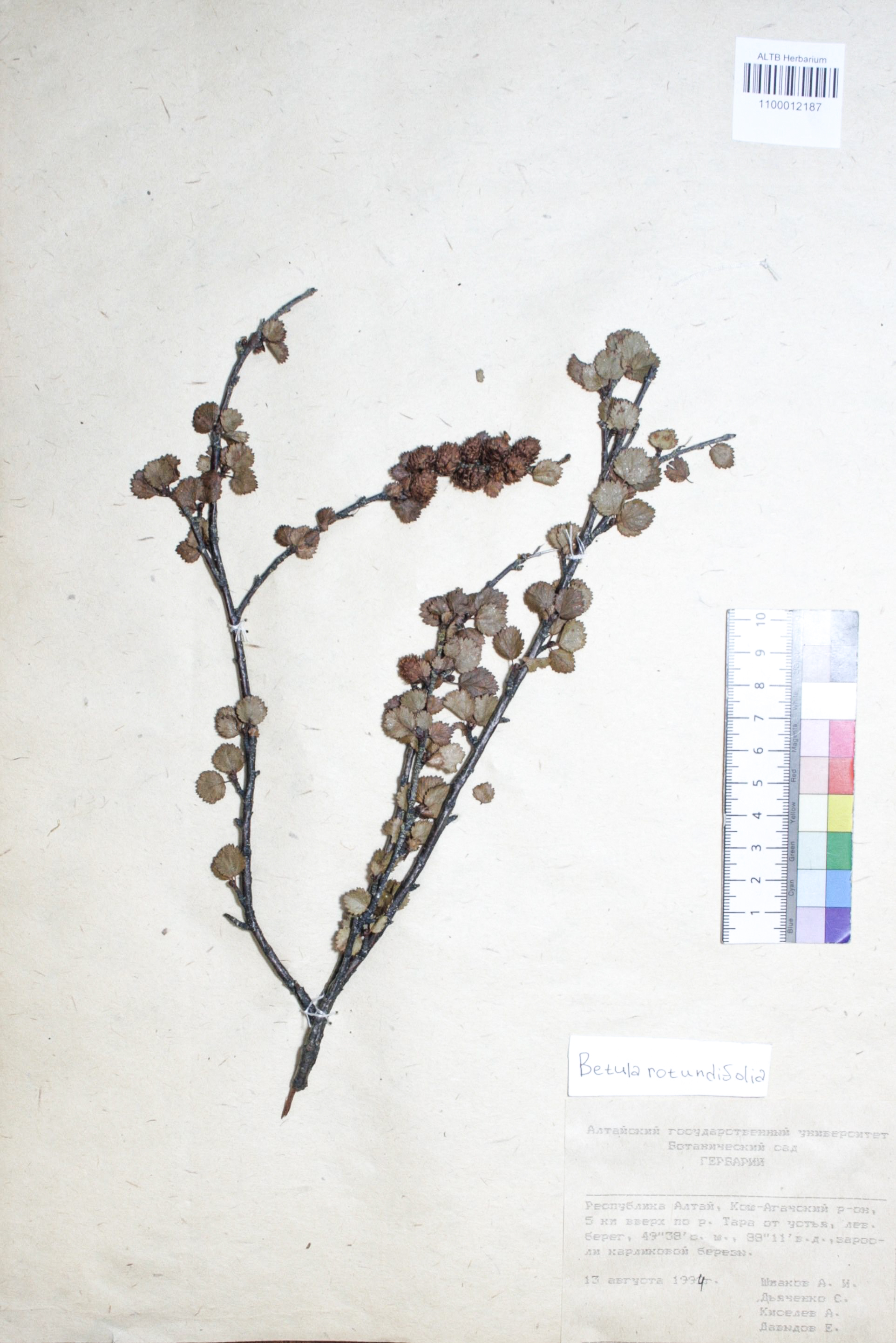 Betula rotundifolia Spach