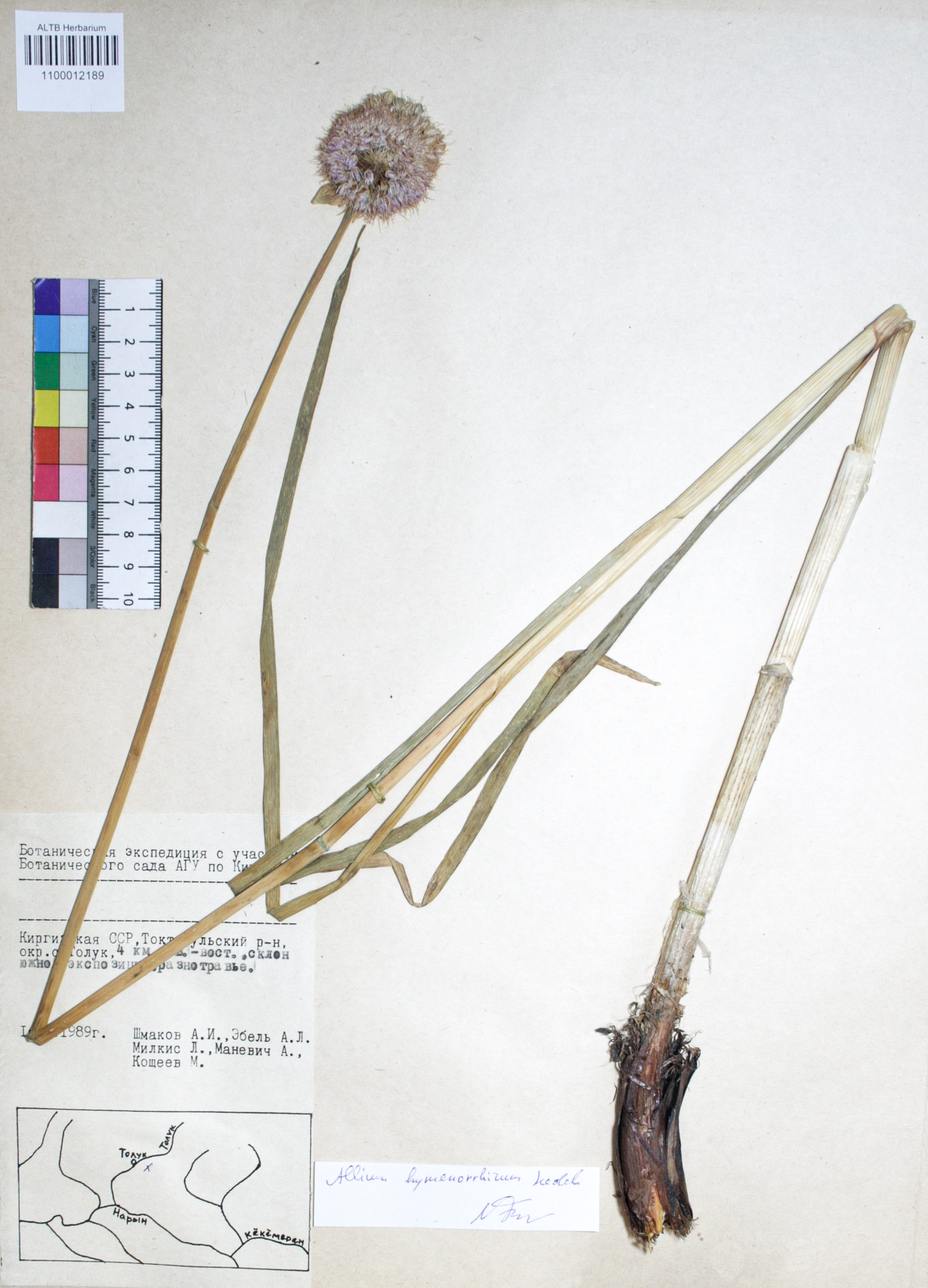 Allium hymenorhizum Ledeb.