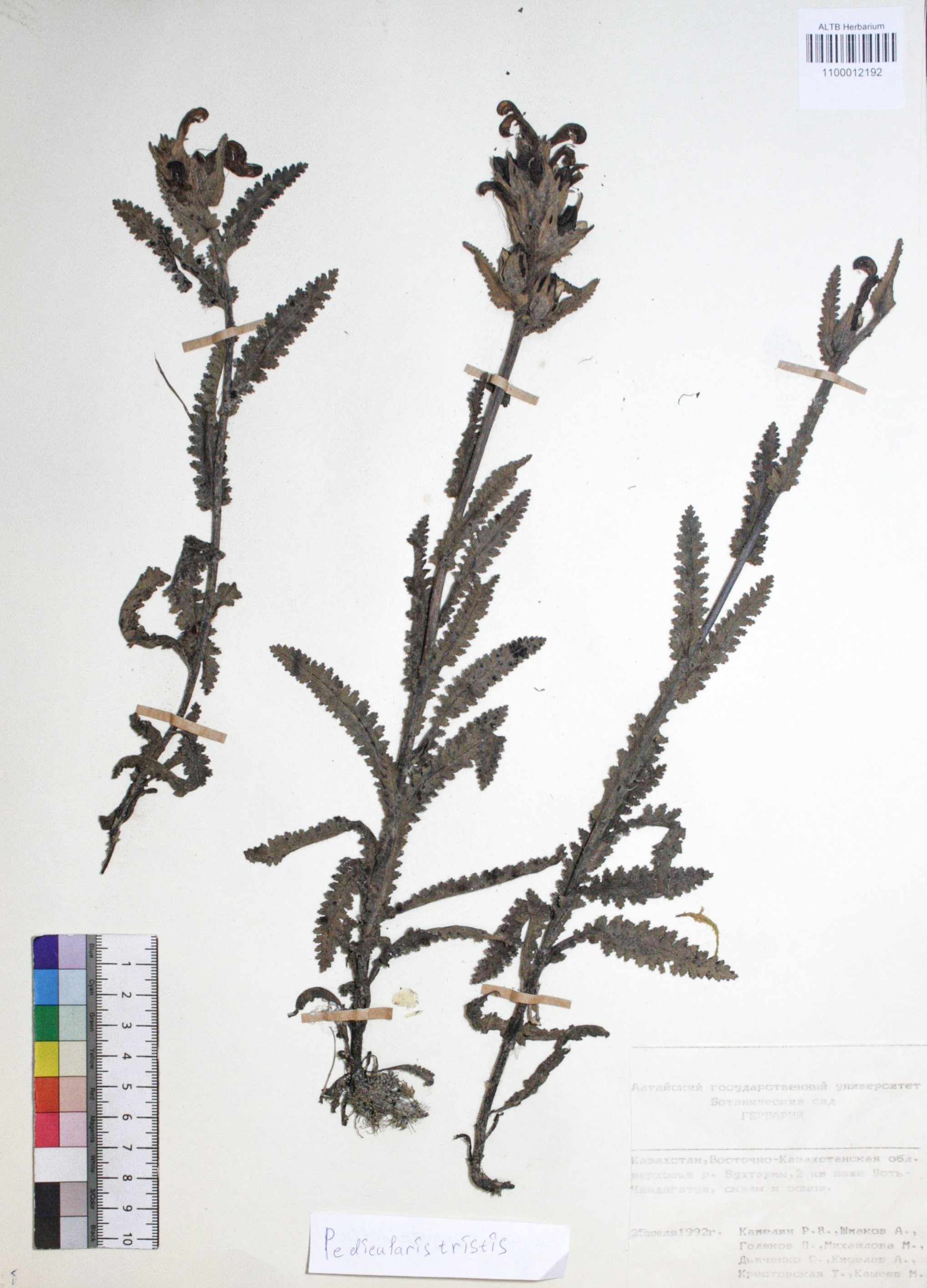 Pedicularis tristis L.