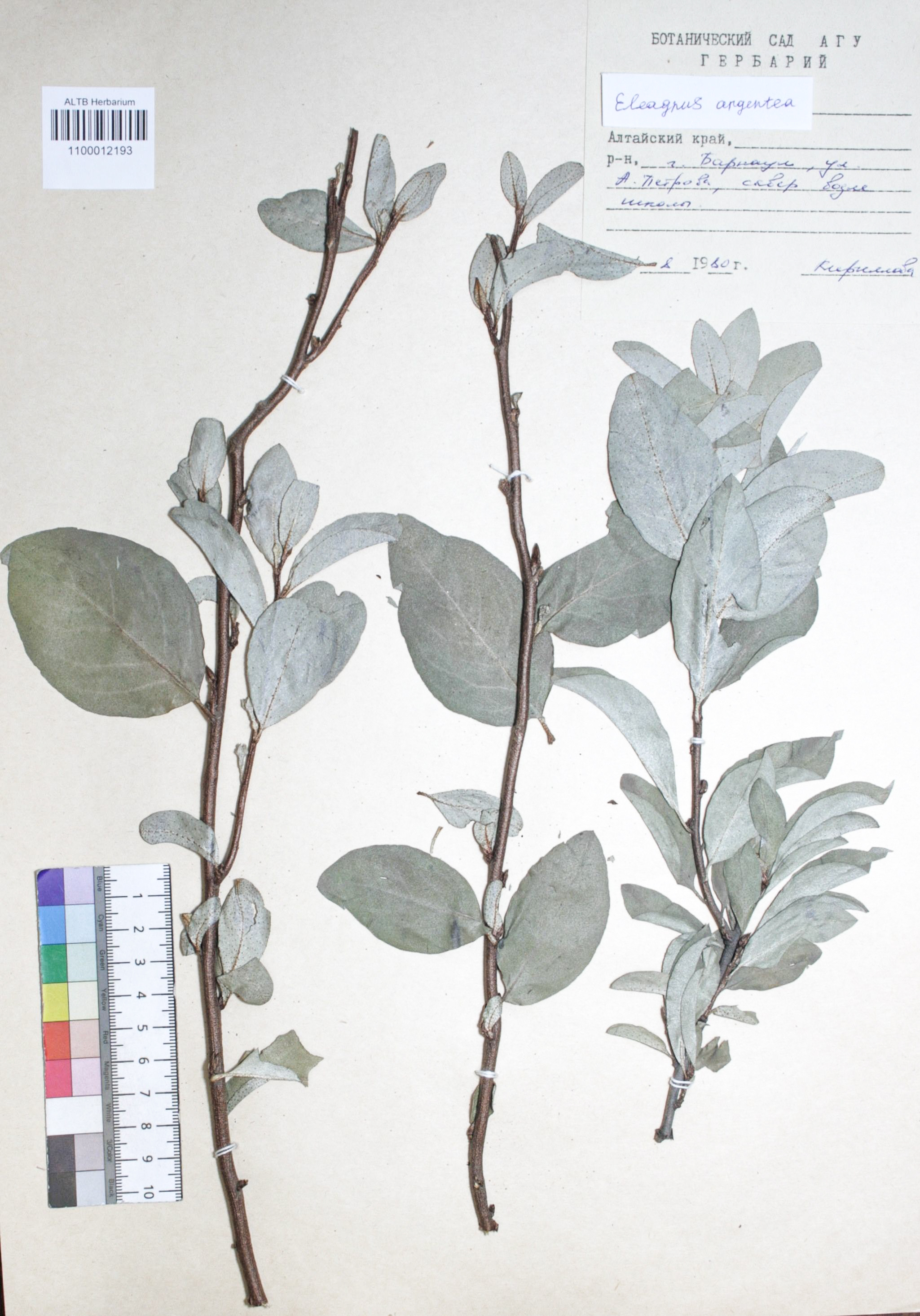 Elaeagnus argentea Pursh
