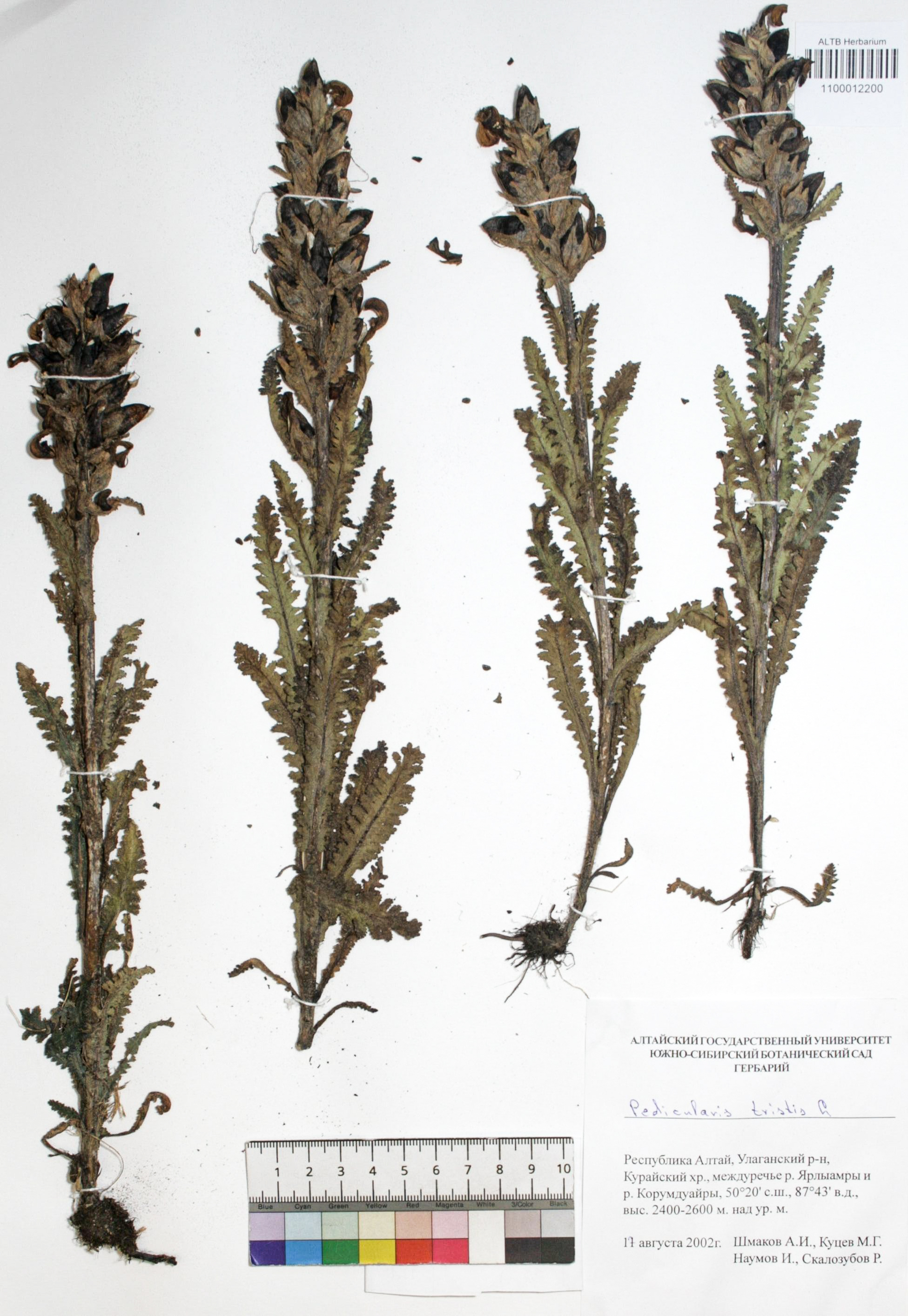 Pedicularis tristis L.