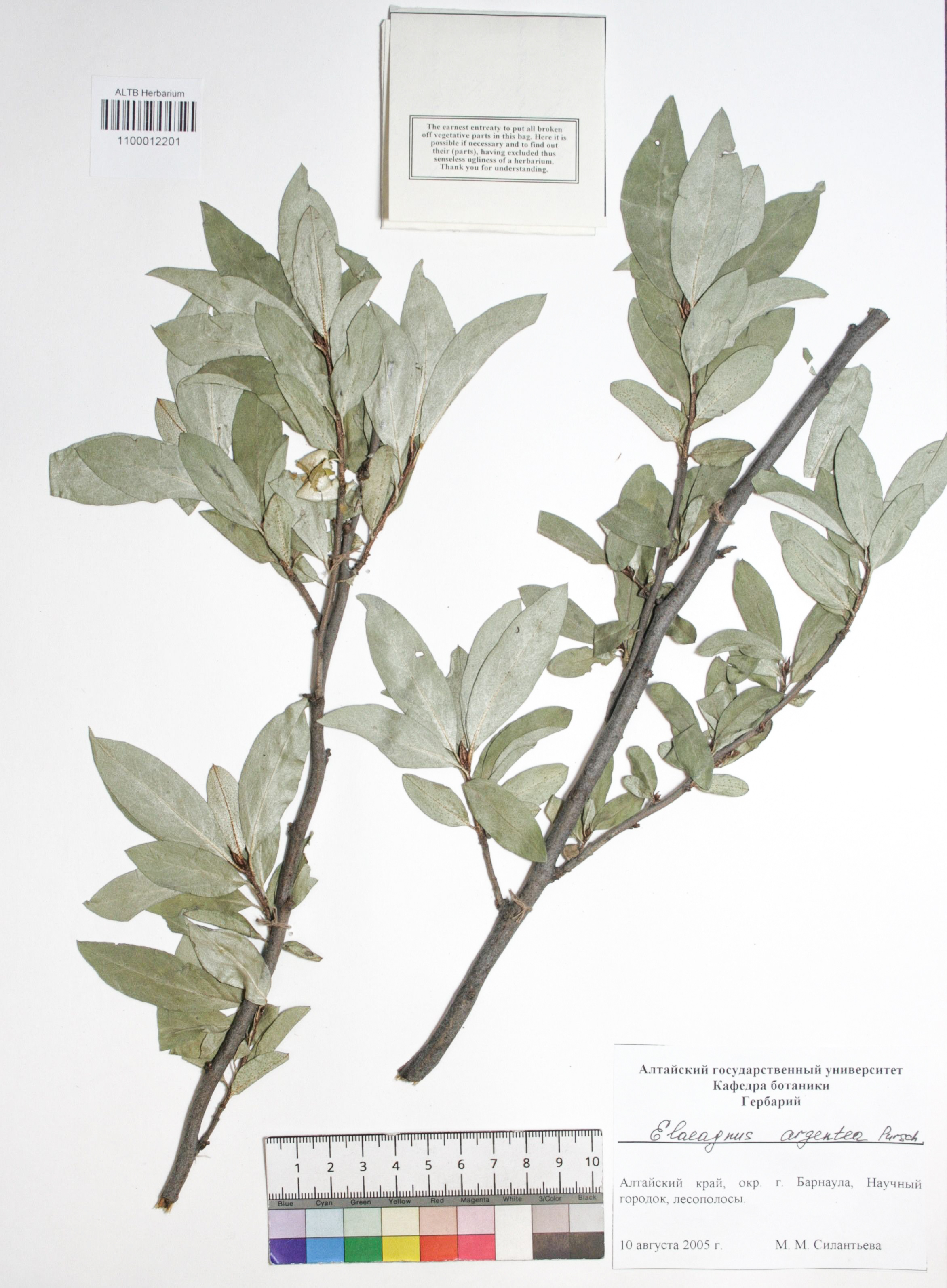 Elaeagnus argentea Pursh