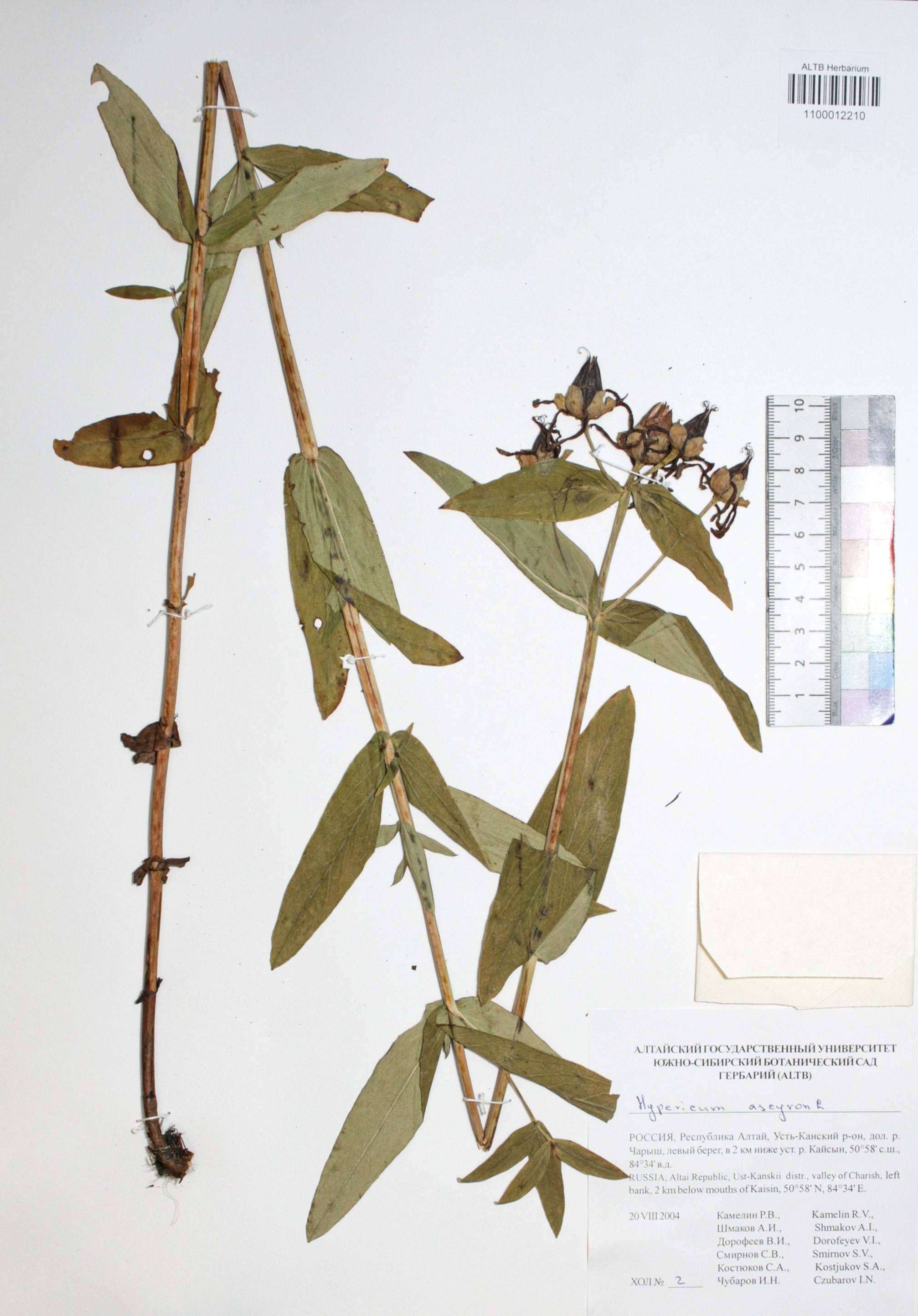 Hypericum ascyron L.