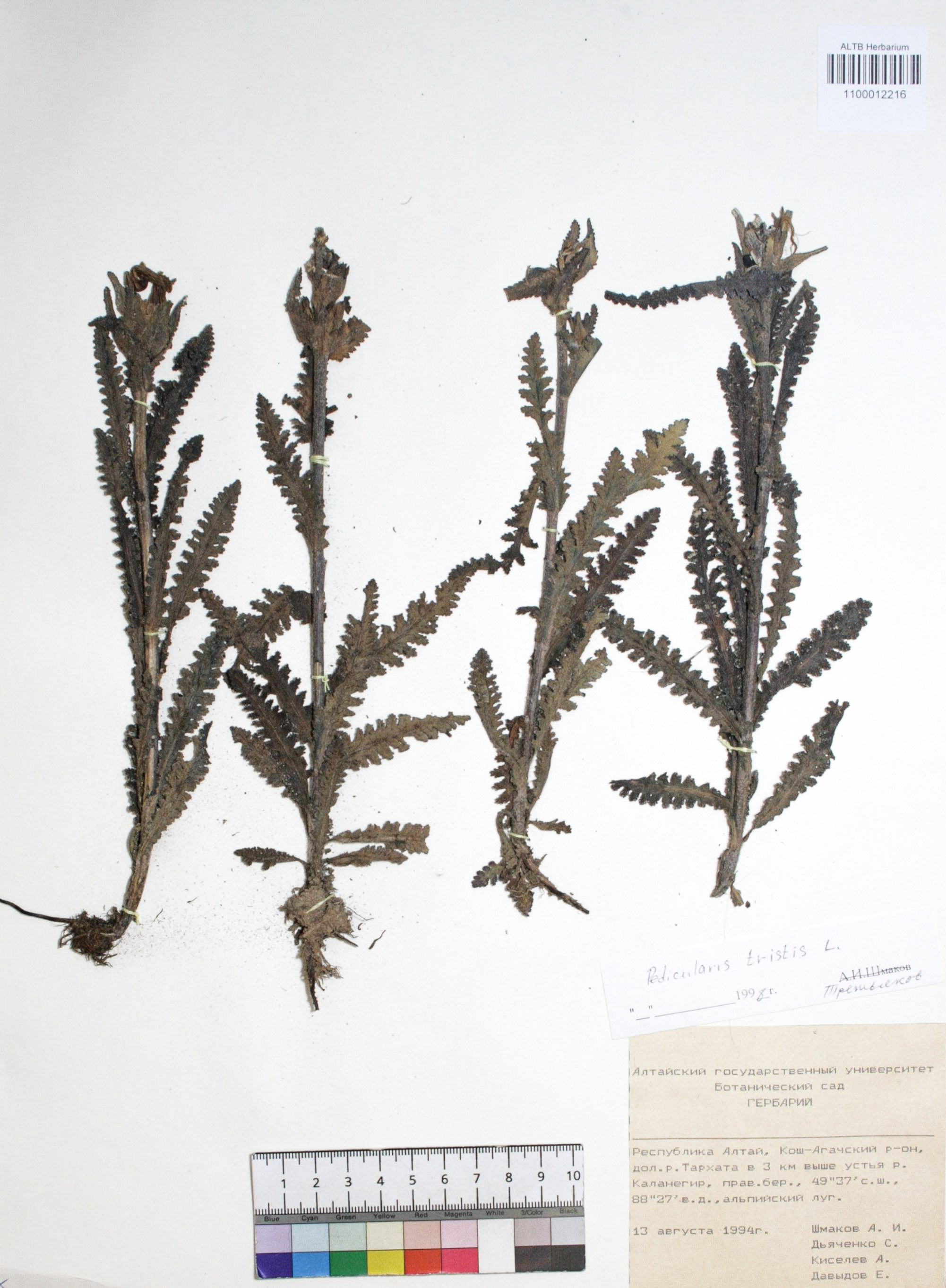 Pedicularis tristis L.